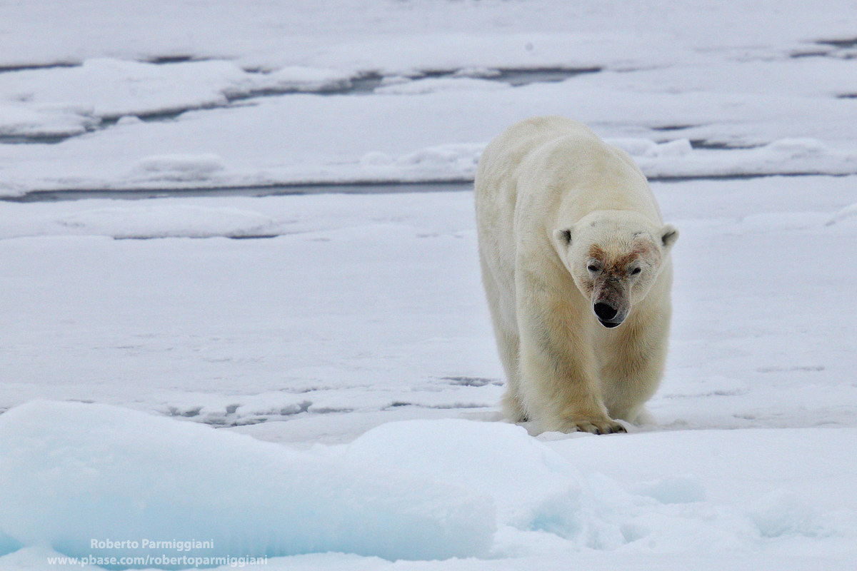 Caccia tra gli iceberg
