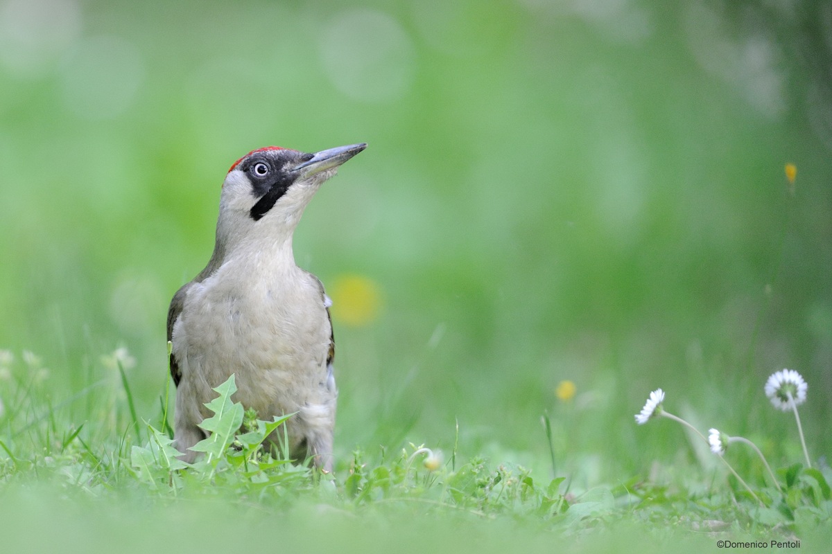 Green Woodpecker Female 2