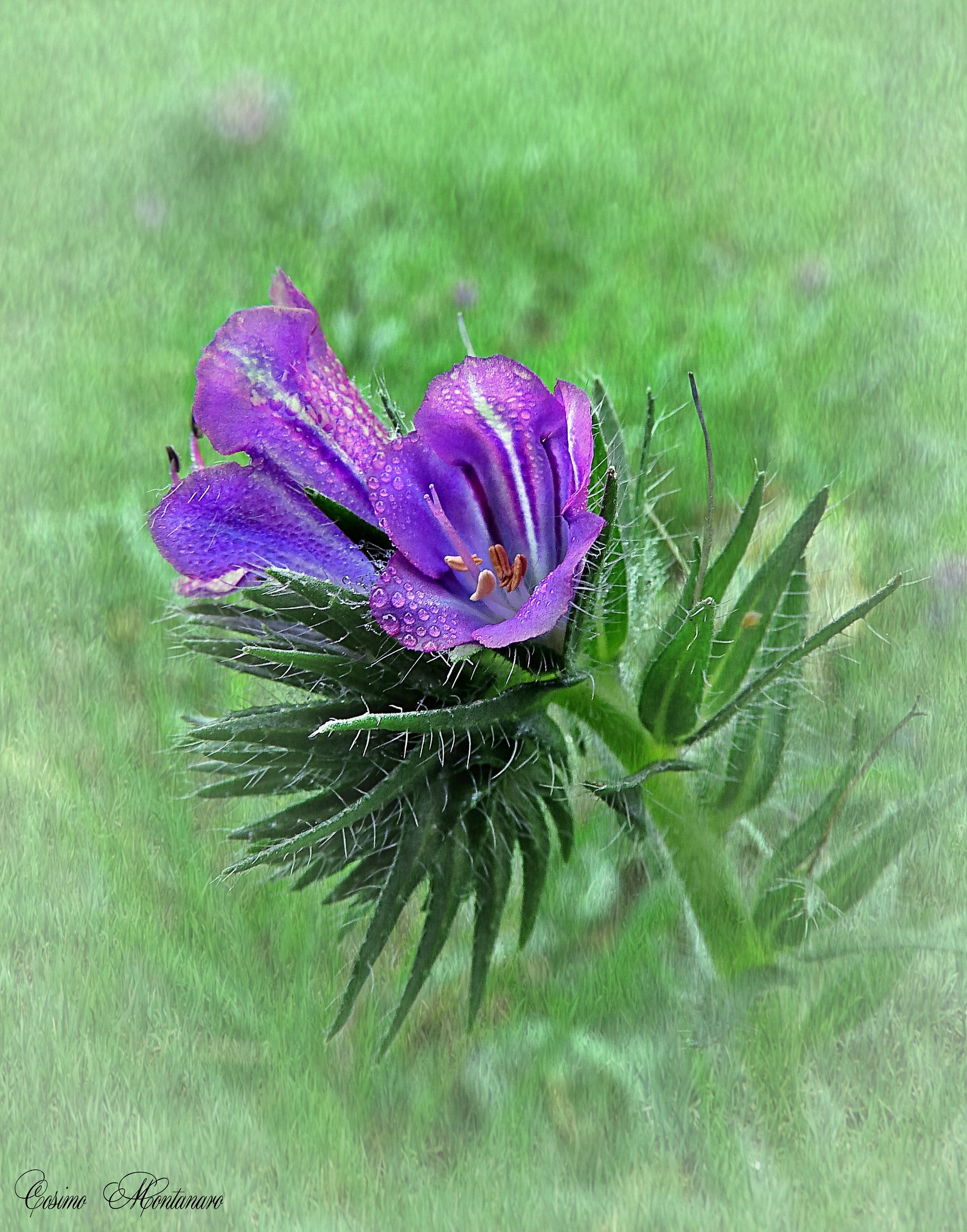 Erba viperina comune