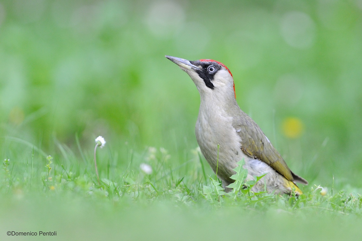 Green Woodpecker Female 3