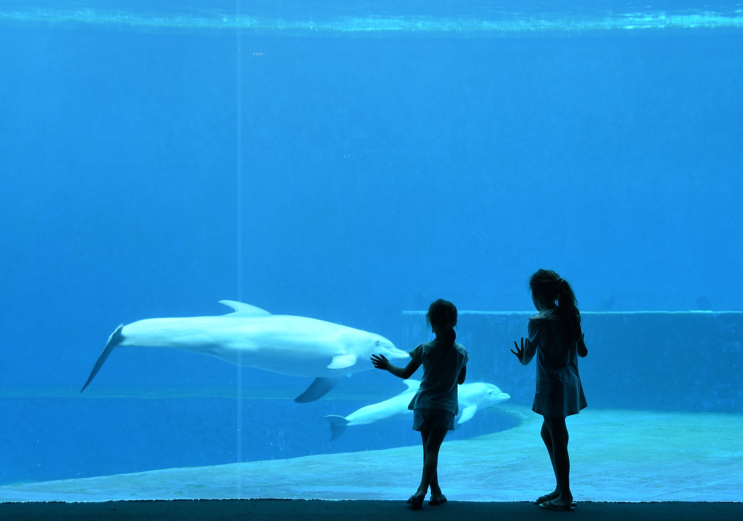 emma, clear and the dolphins