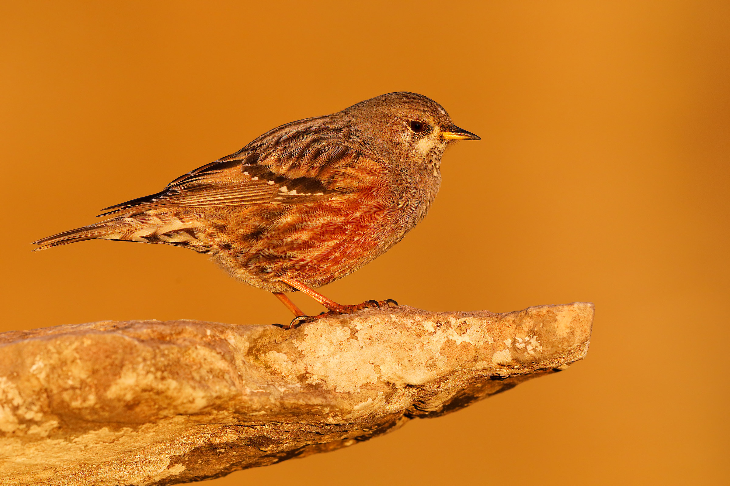 Accentor