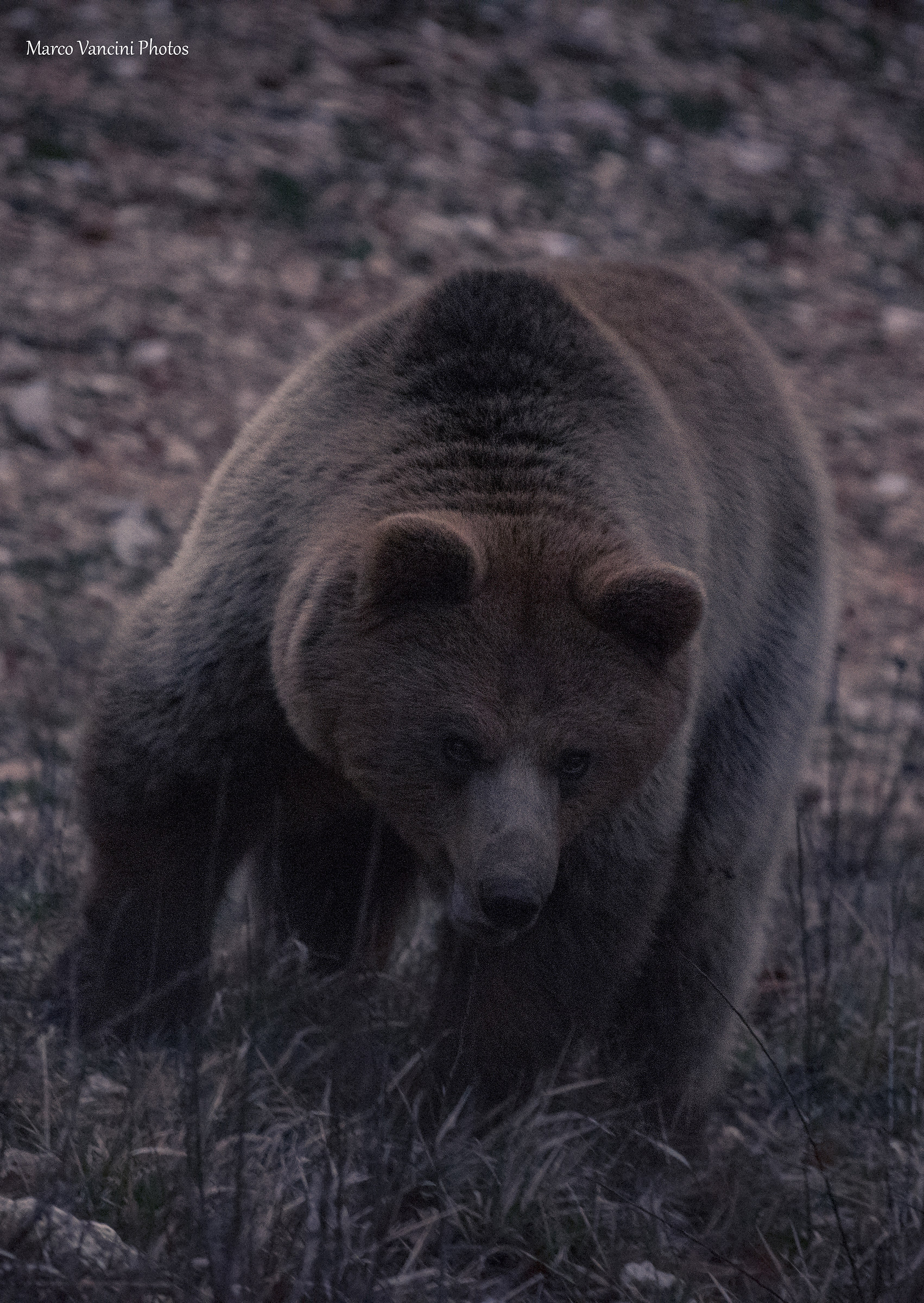 a beautiful teddy bear