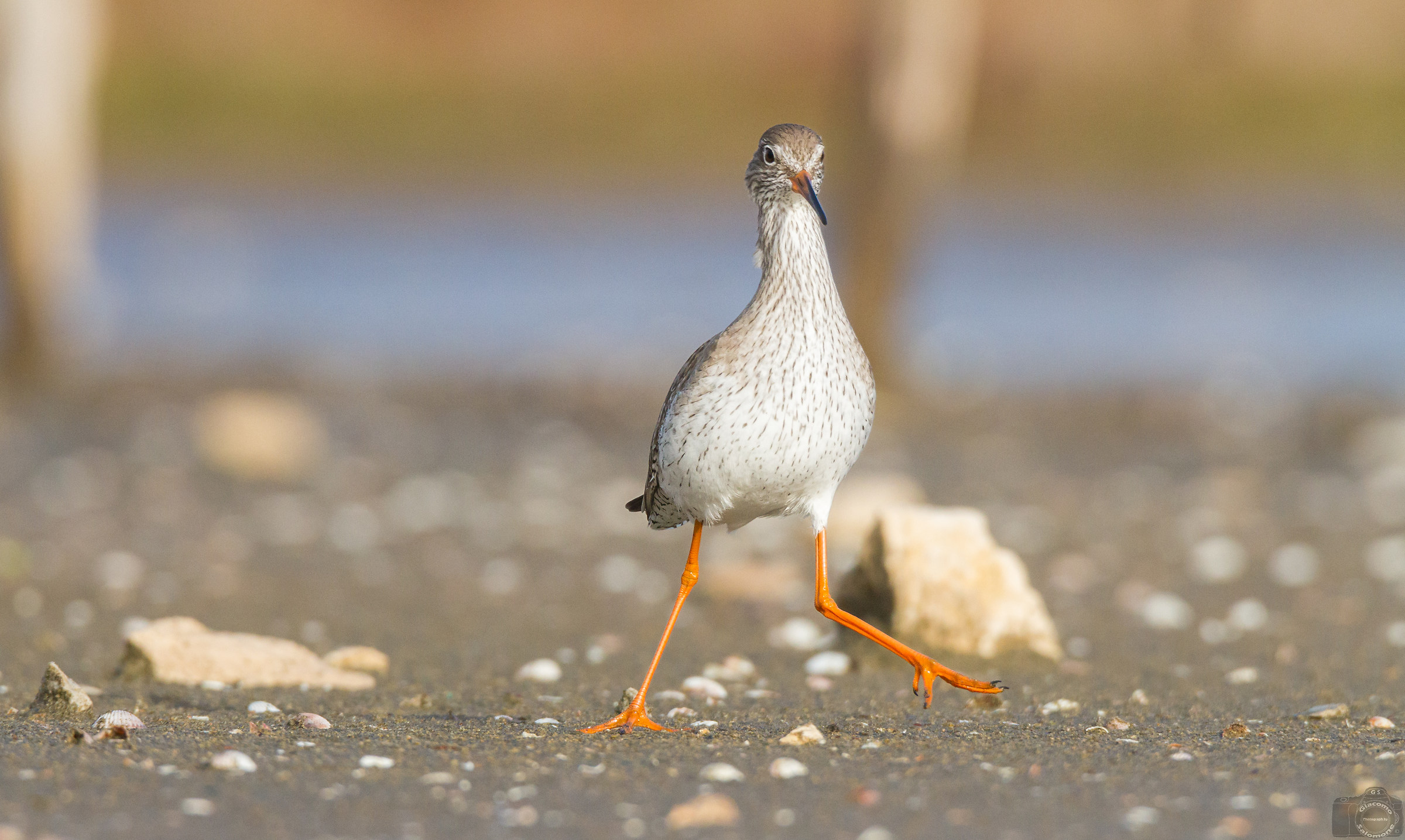 The Pettegola escape.