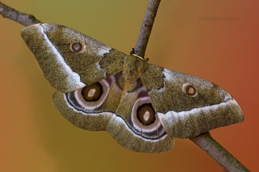 Gonimbrasia zambesina (femmina)