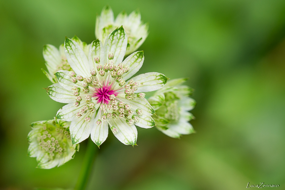 Cuor di magenta (Astranzia maggiore)