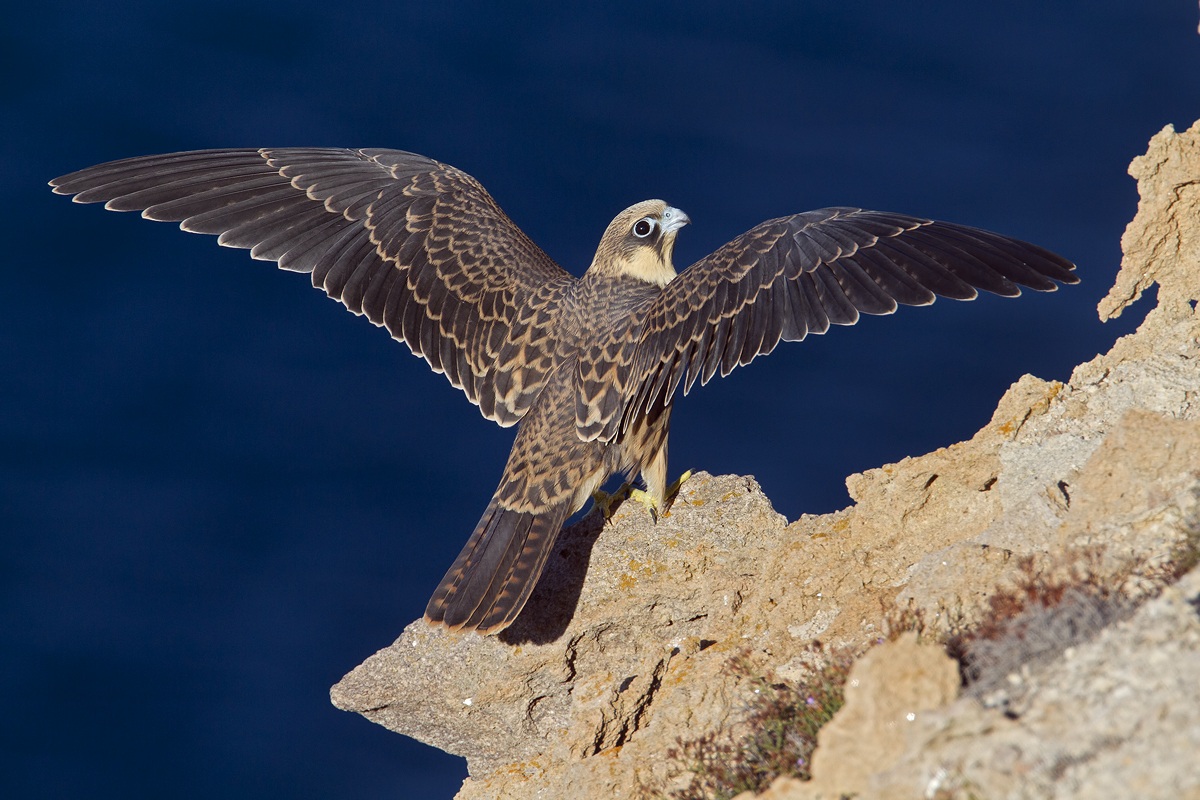 Juv. Falco della regina