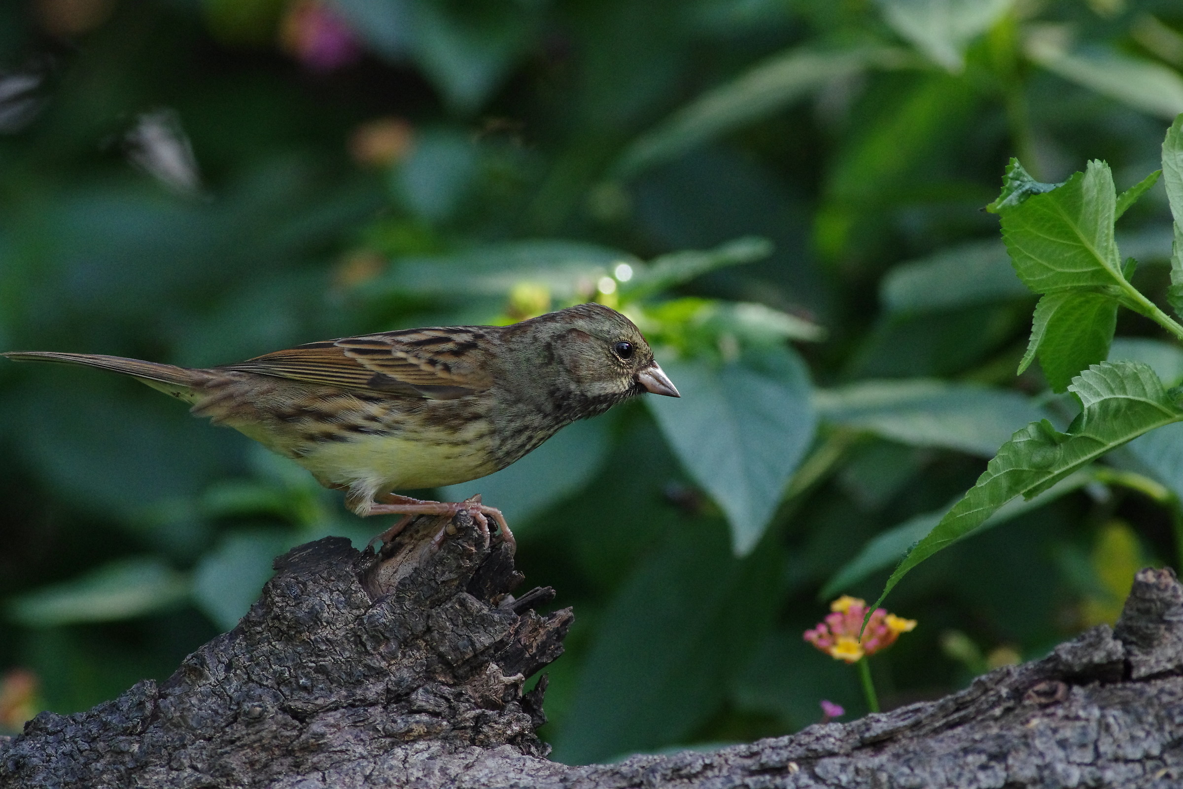 Black-faced Bunting(male)