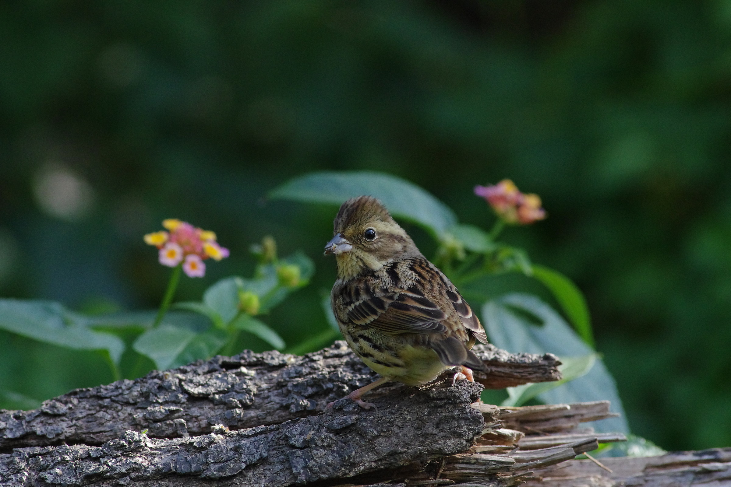 Black-faced Bunting(female)