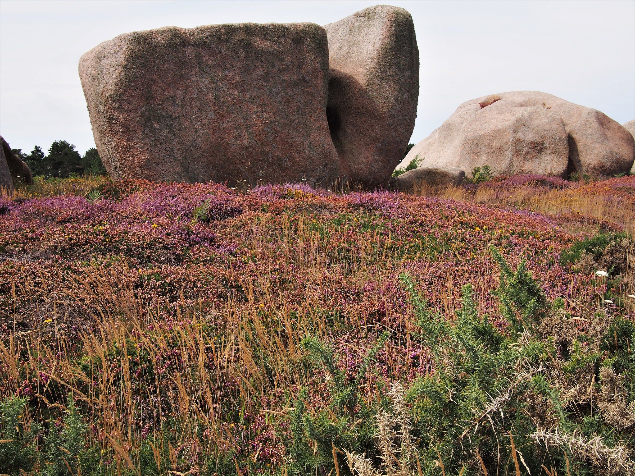 Pink granite coast
