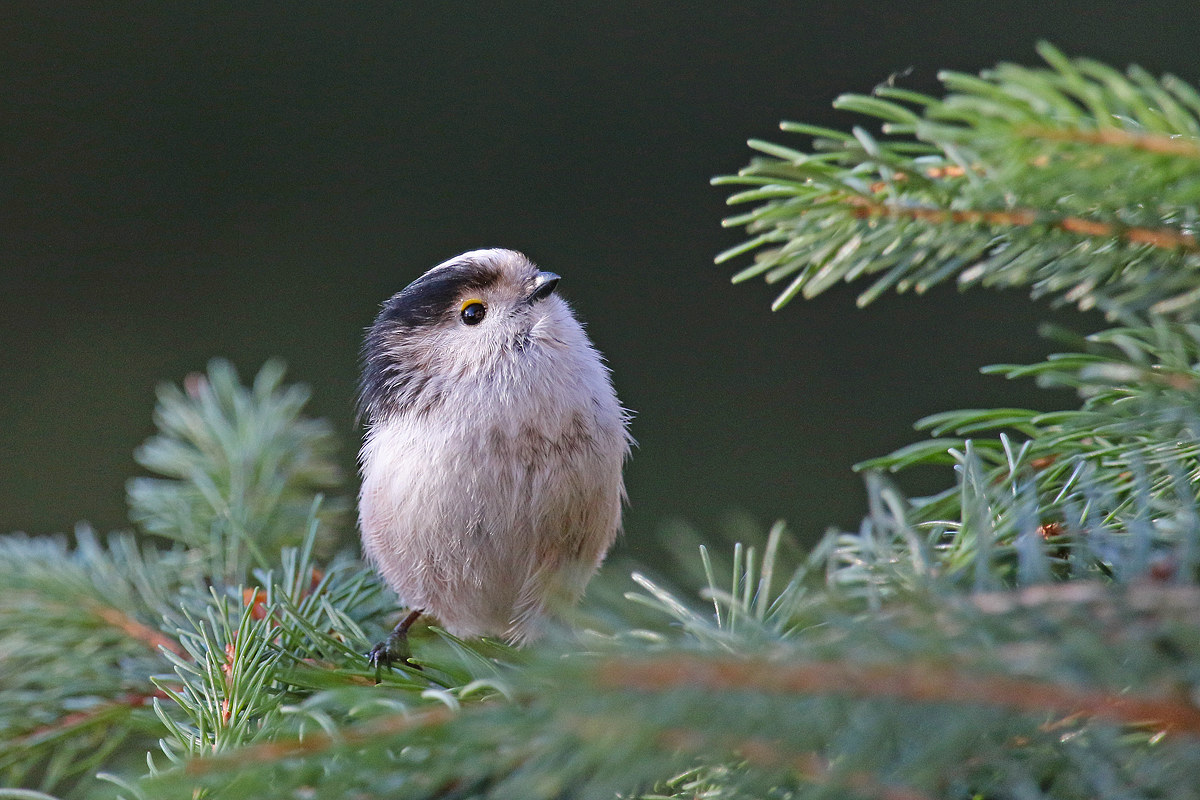 Long-tailed Tit