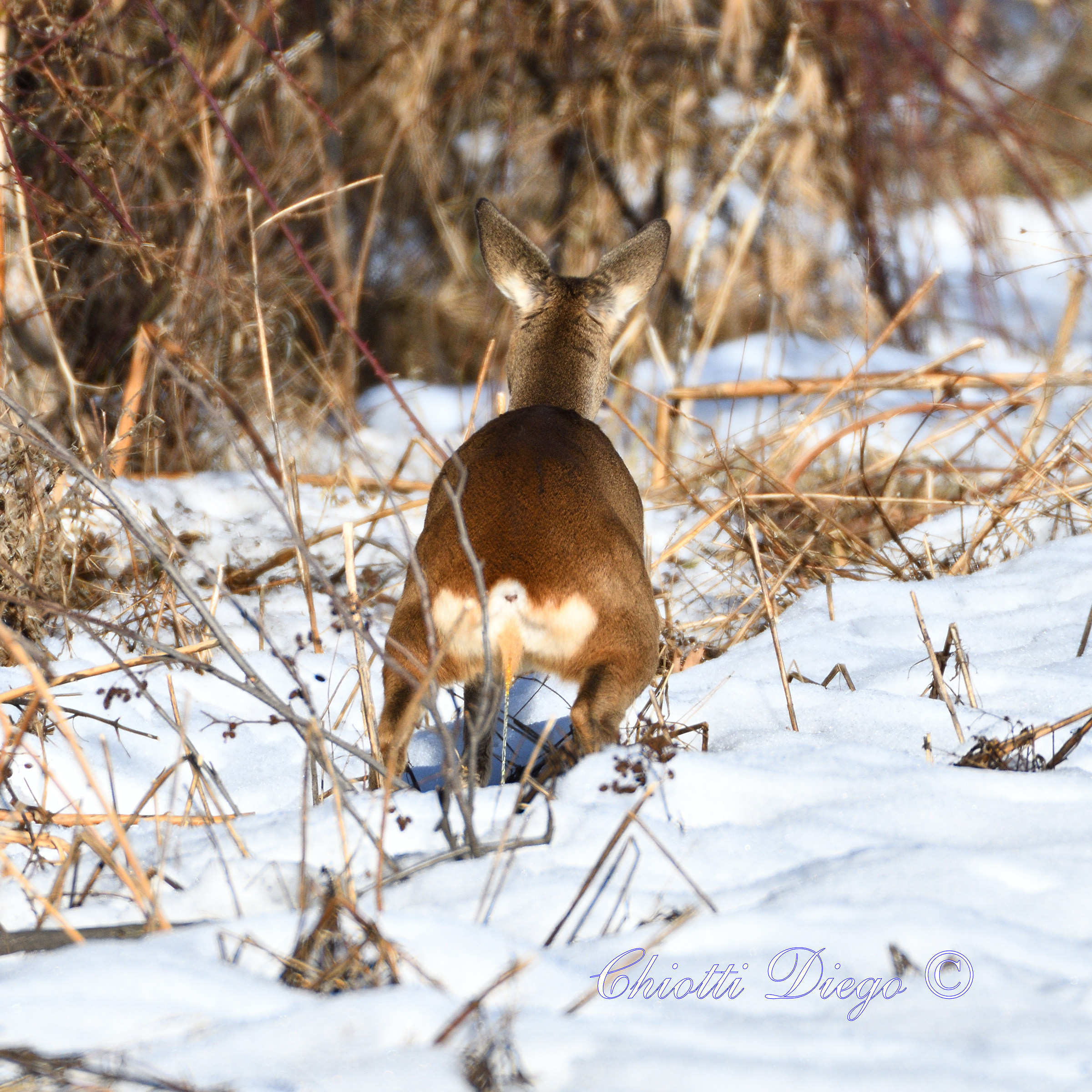 Quando scappa... scappa