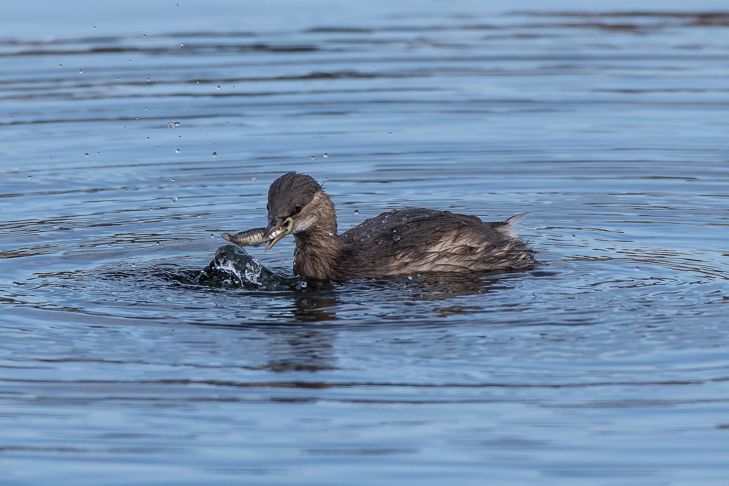 Little grebe with prey