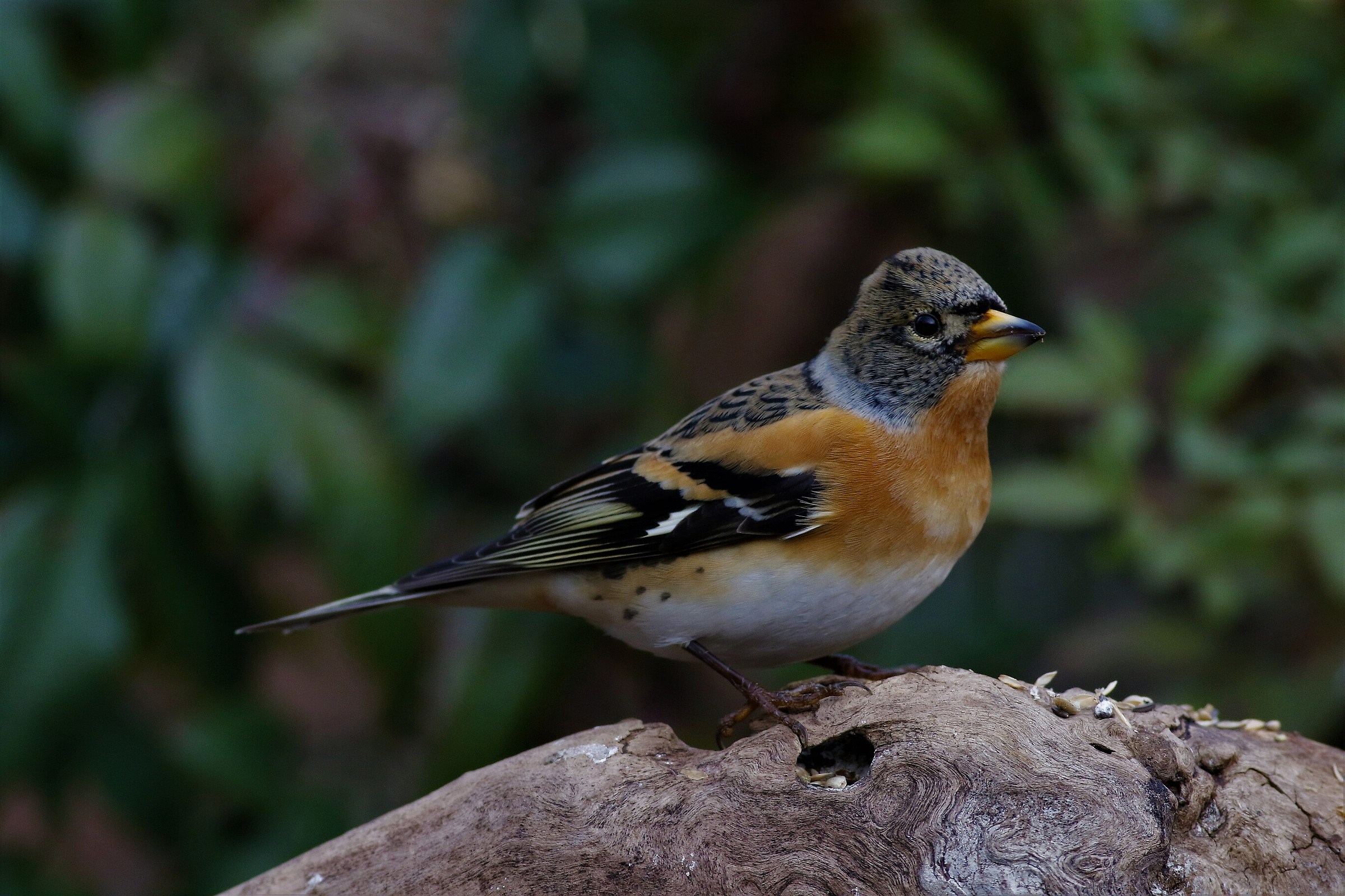 Brambling