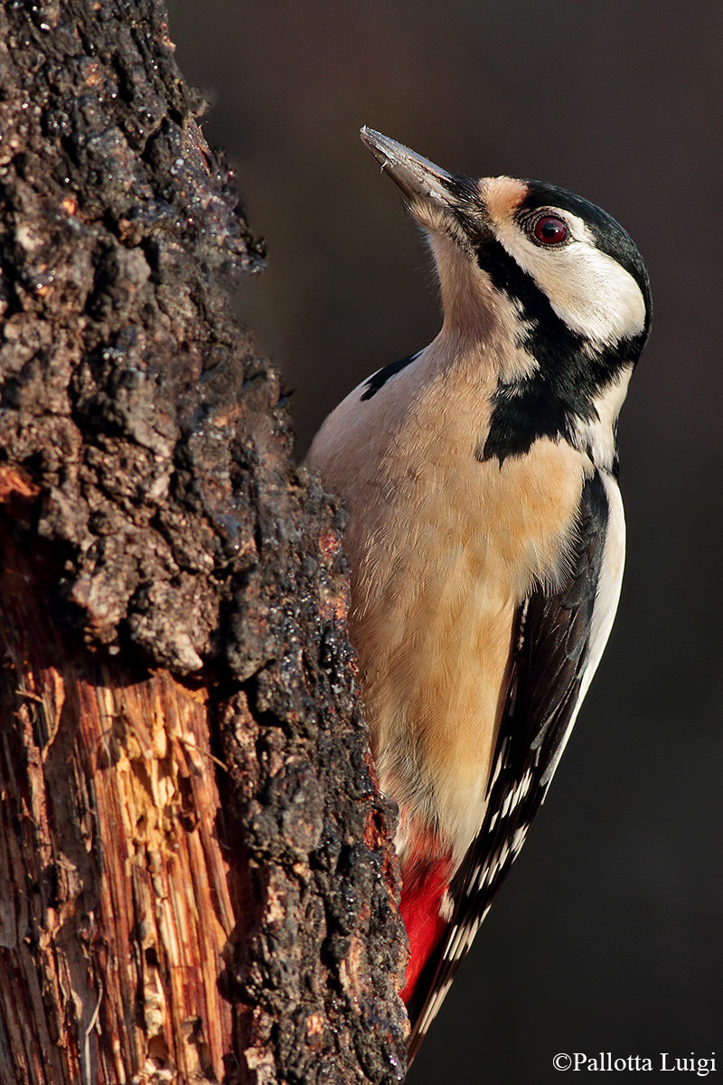 Great Spotted Woodpecker (Dendrocopos major)
