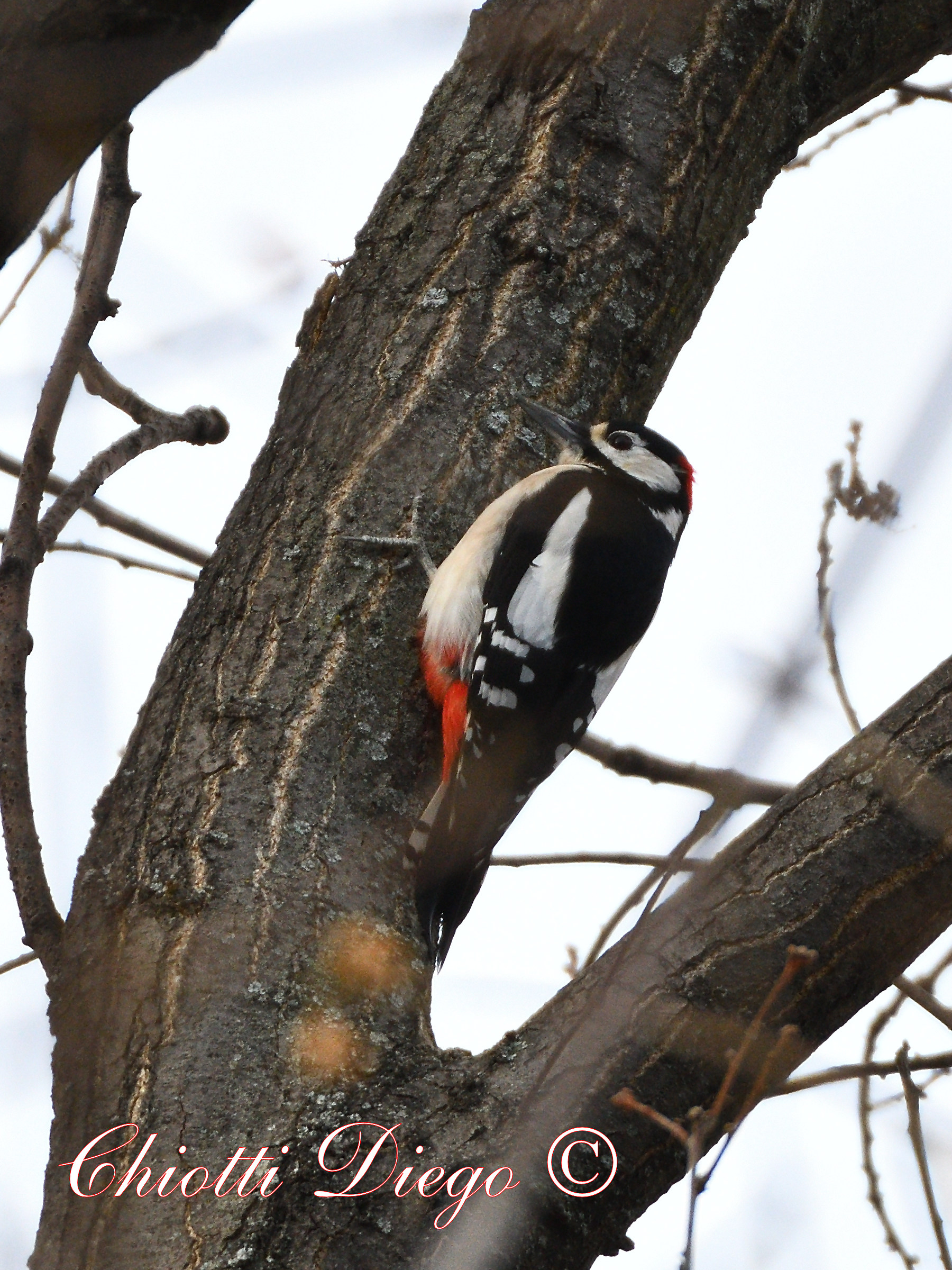 Great spotted woodpecker