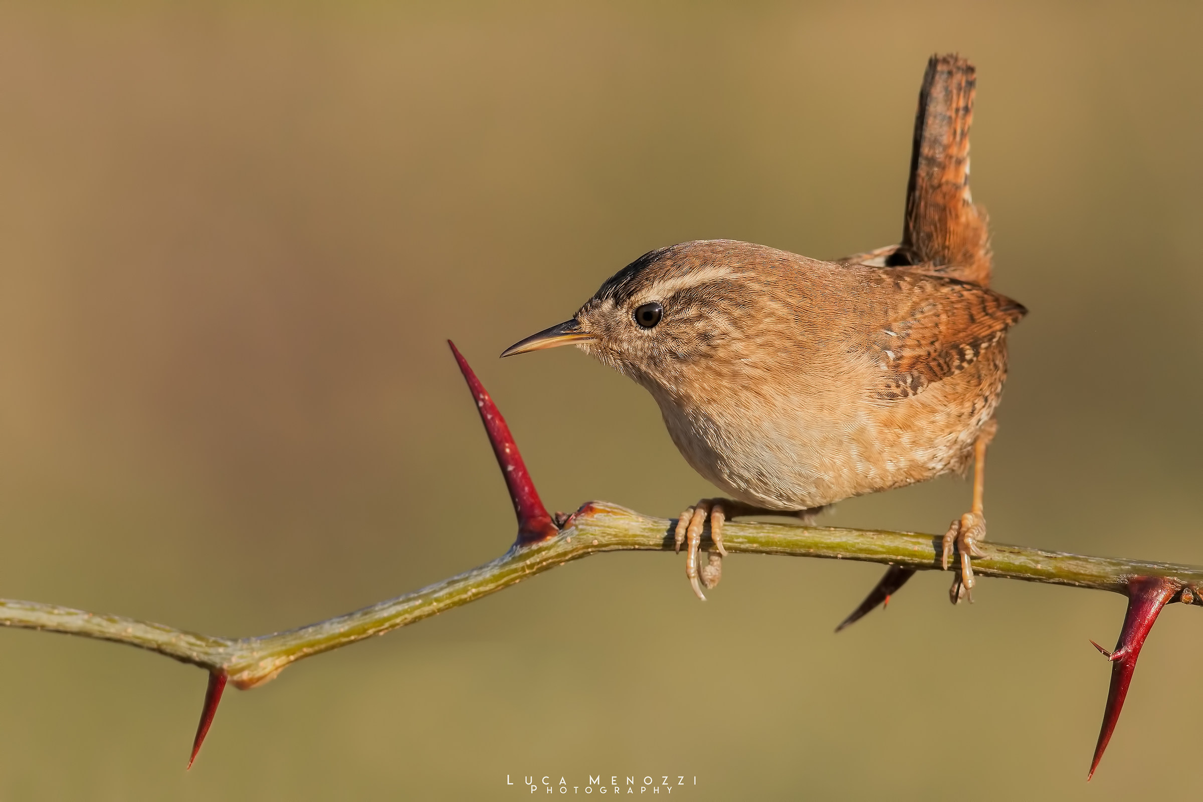Wren
