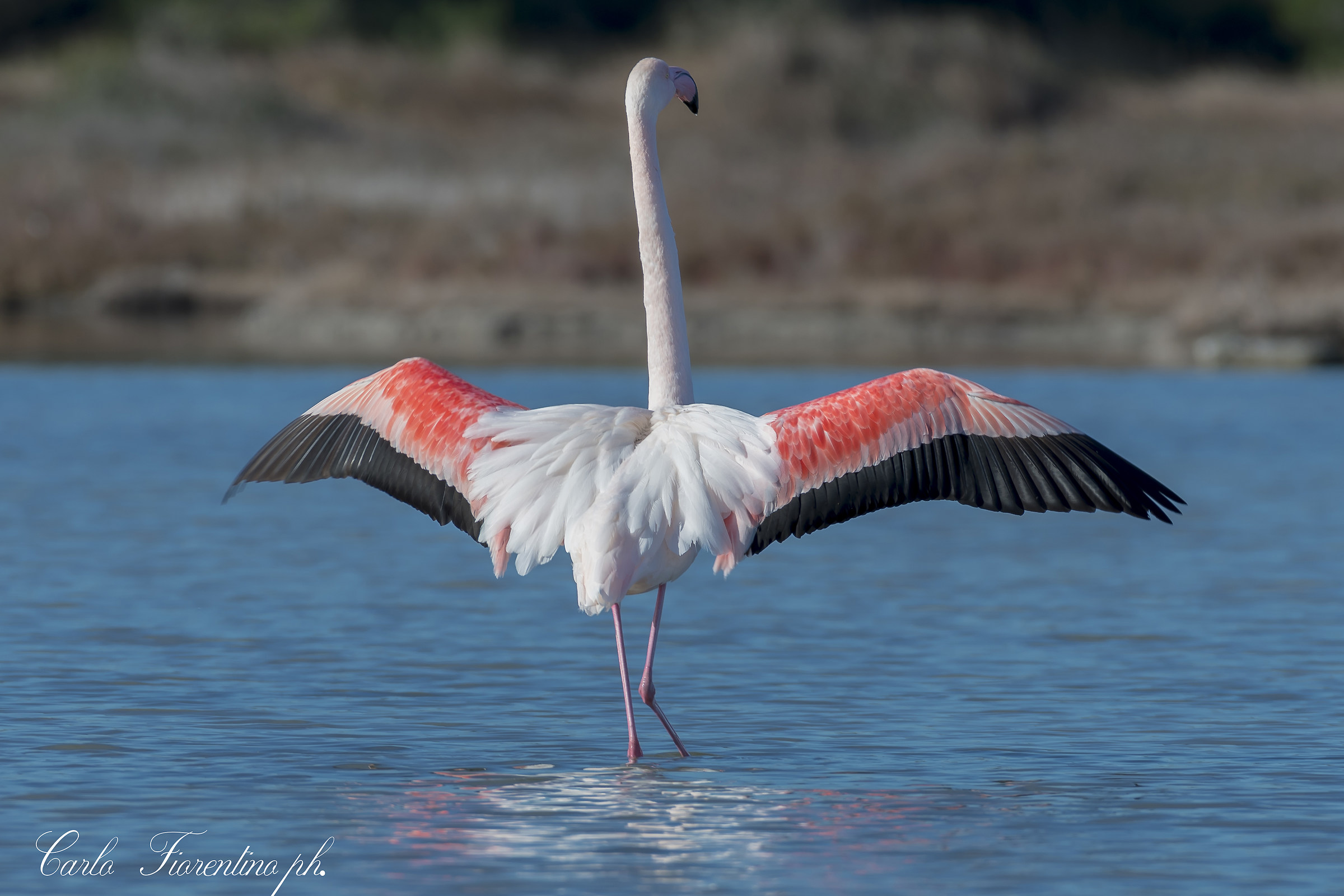Eleganza.......Phoenicopterus roseus Pallas, 1811.