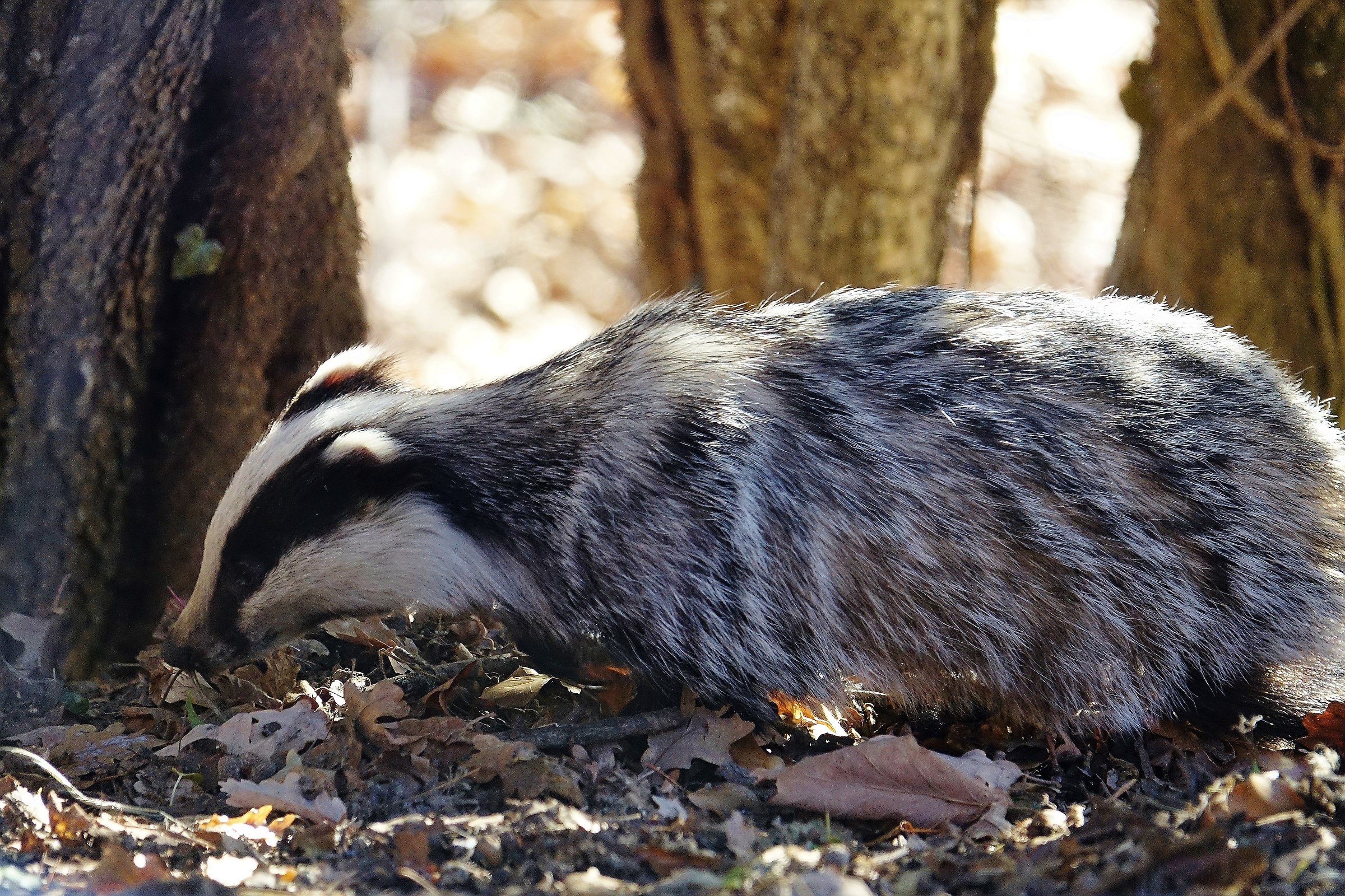 common rate (meles meles) .valle maira