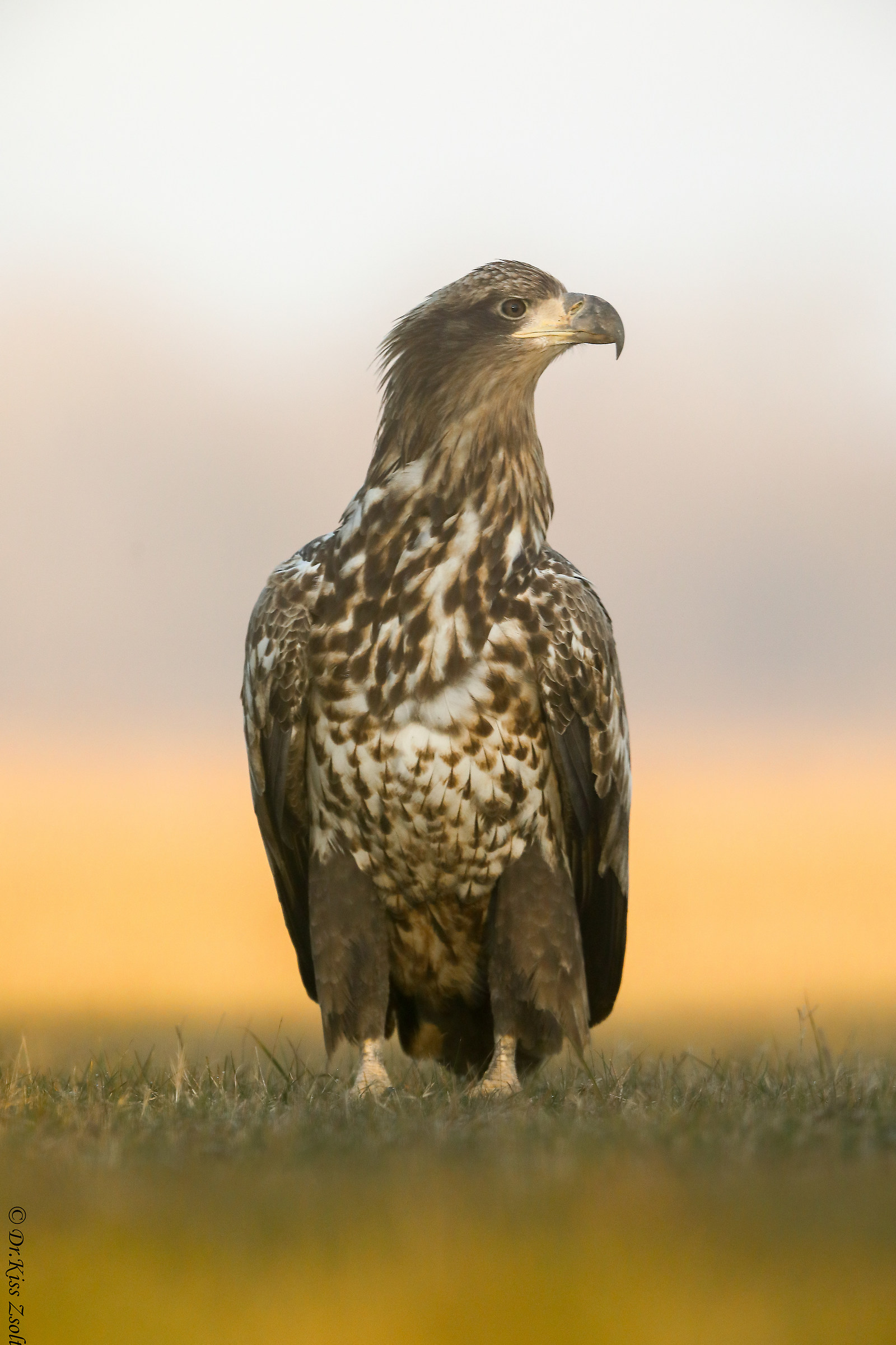 Aquila nelle luci del mattino
