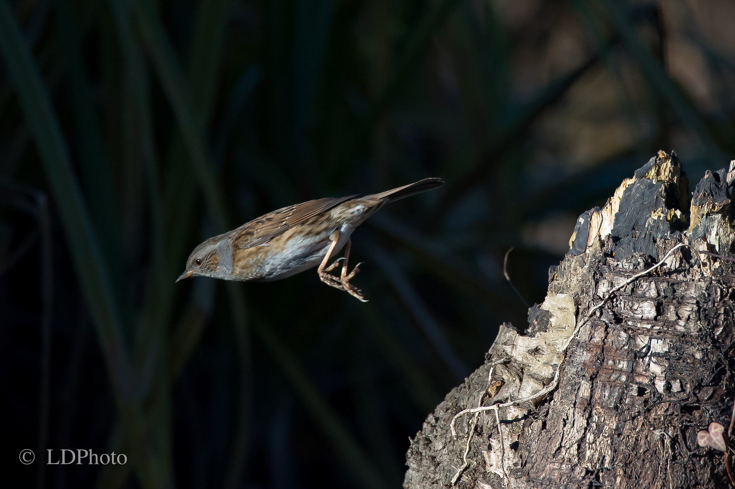 Come un proiettile (prunella modularis)