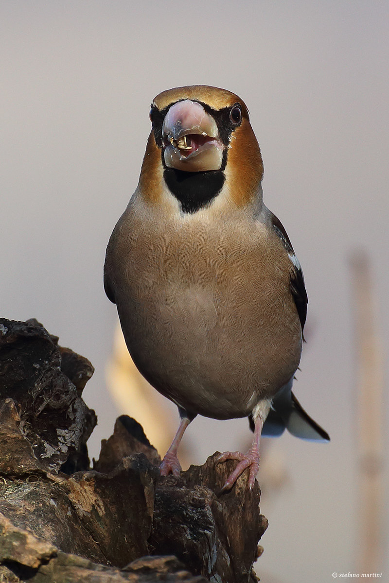 I am a tough guy, said the hawk.