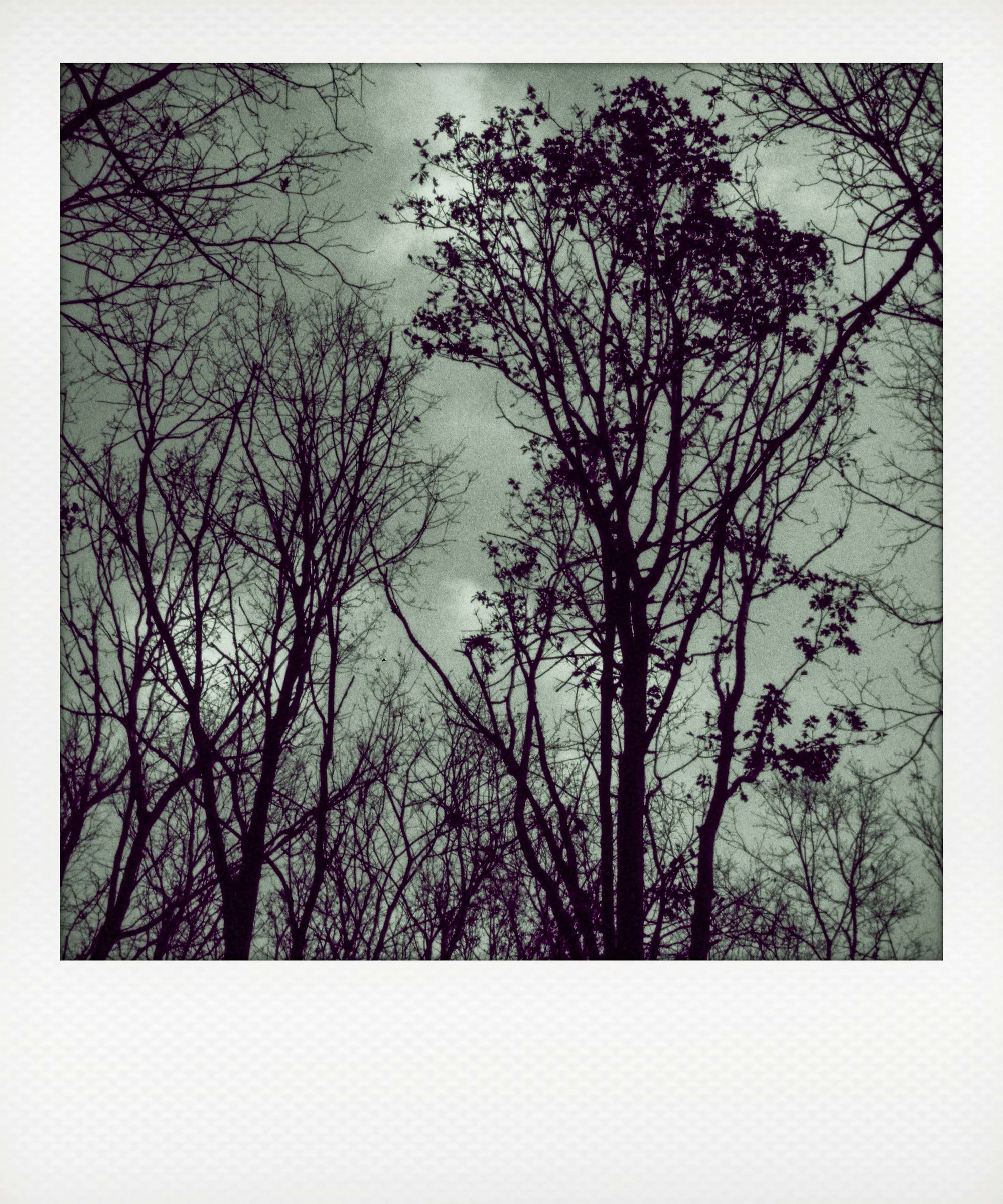 False Polaroid - Trees of the Ticino Park