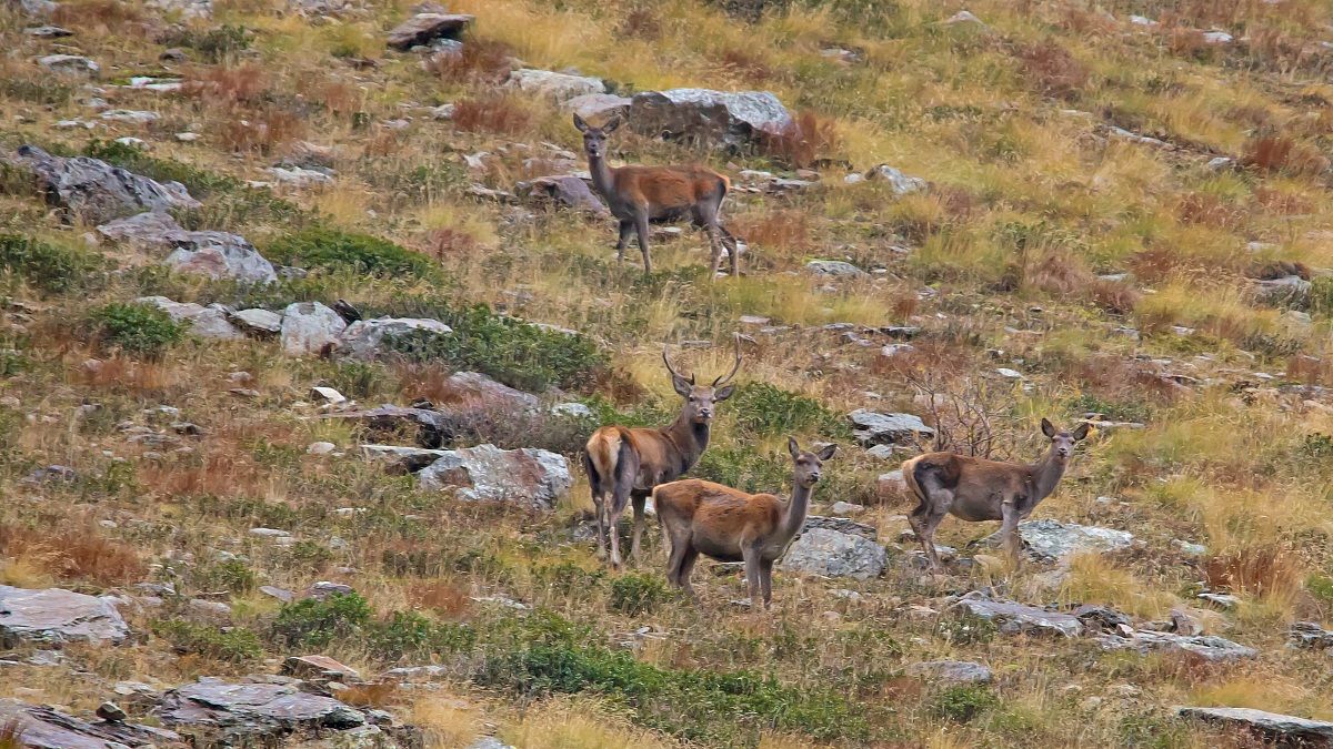 Cervi in Val grande