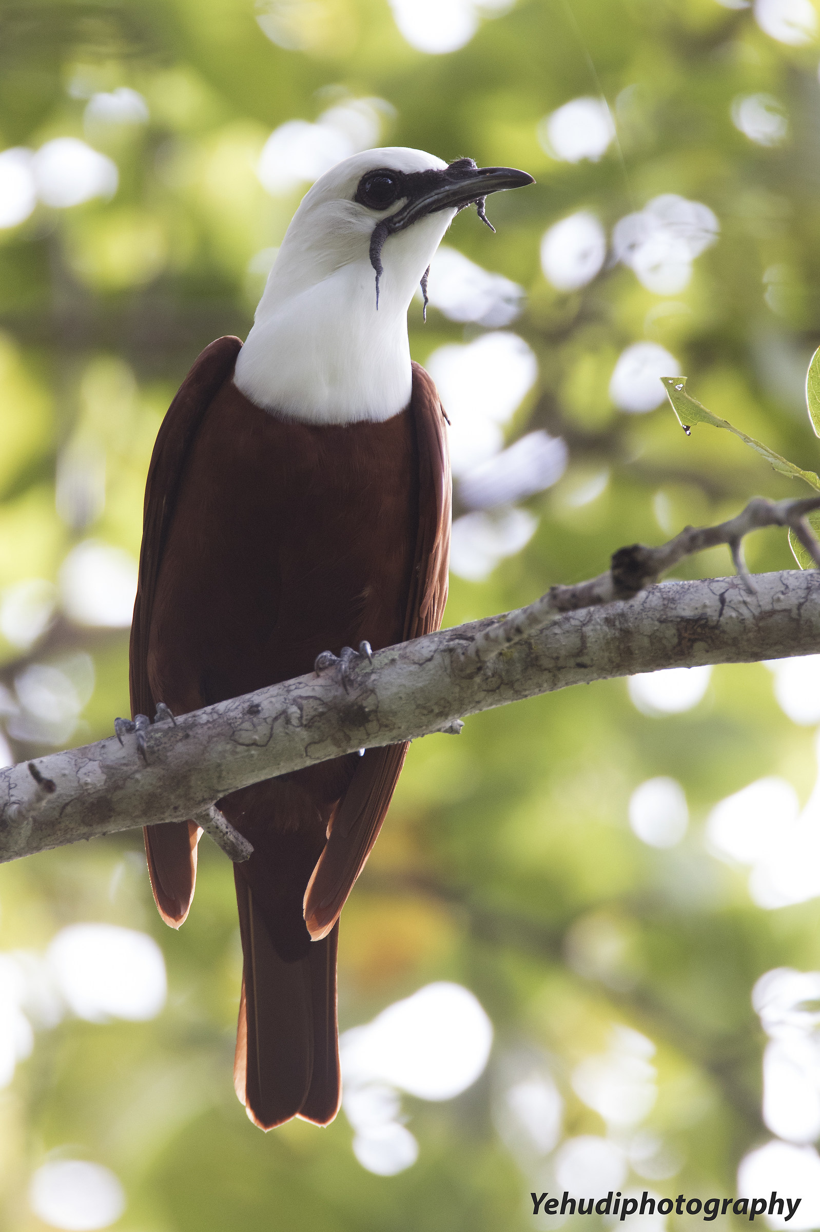 Three Wattle Bellbird