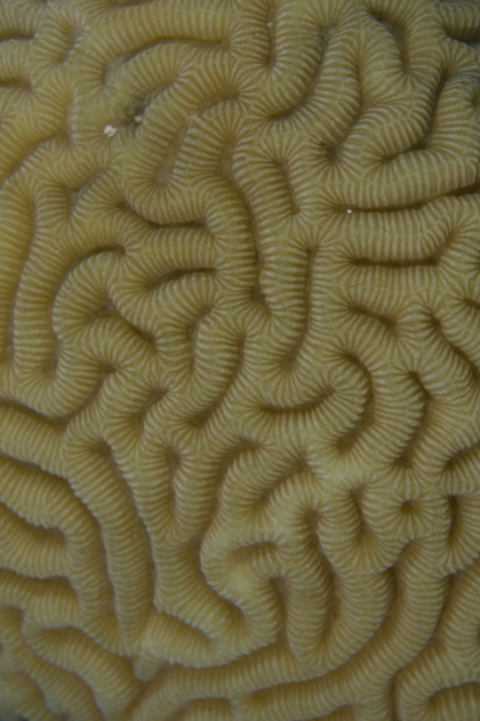 The brain ... of the Coral