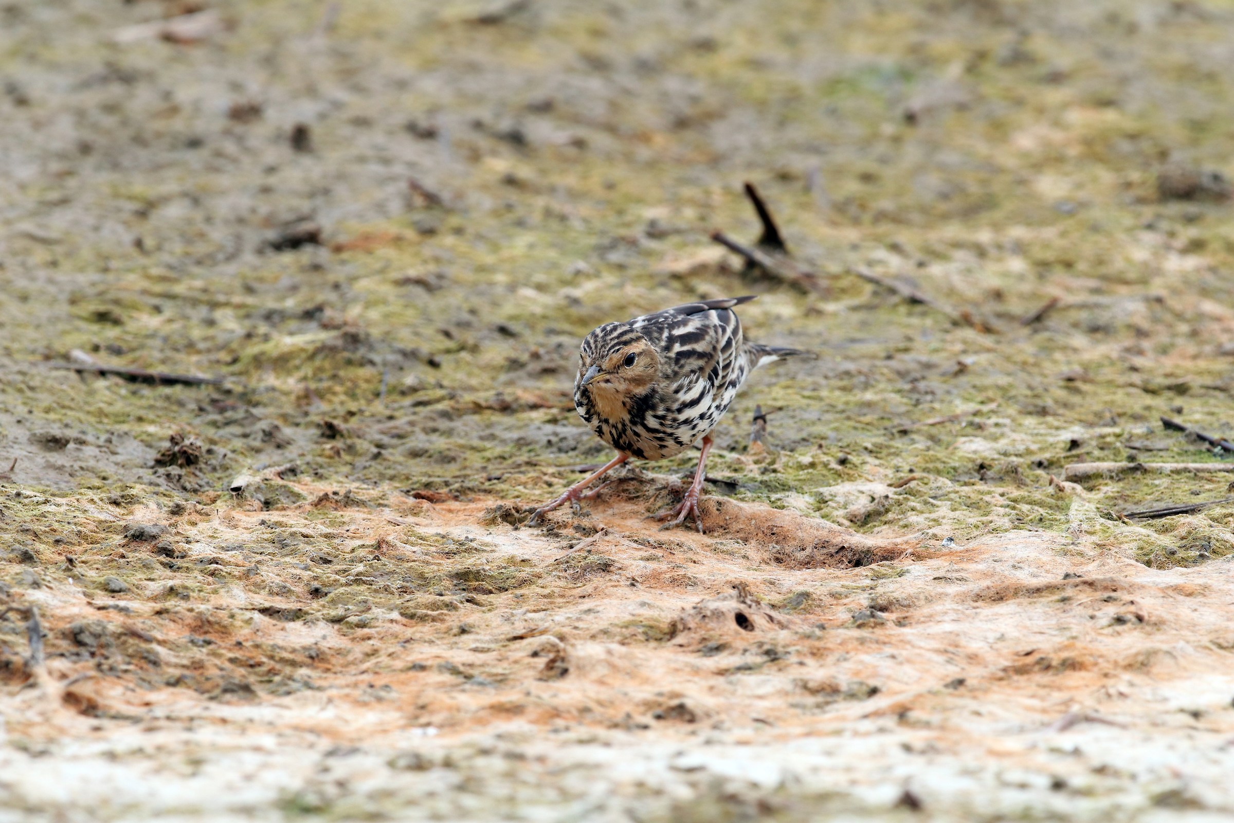Red-throated Pipit