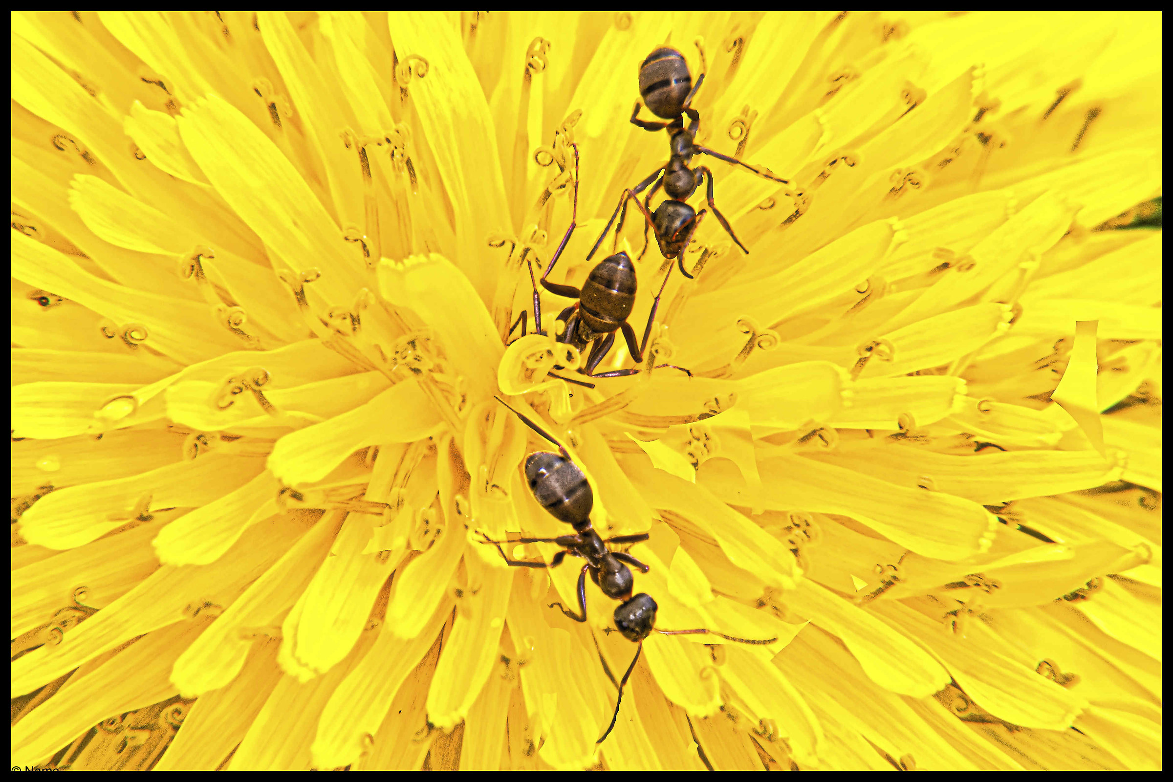 ants on the sun