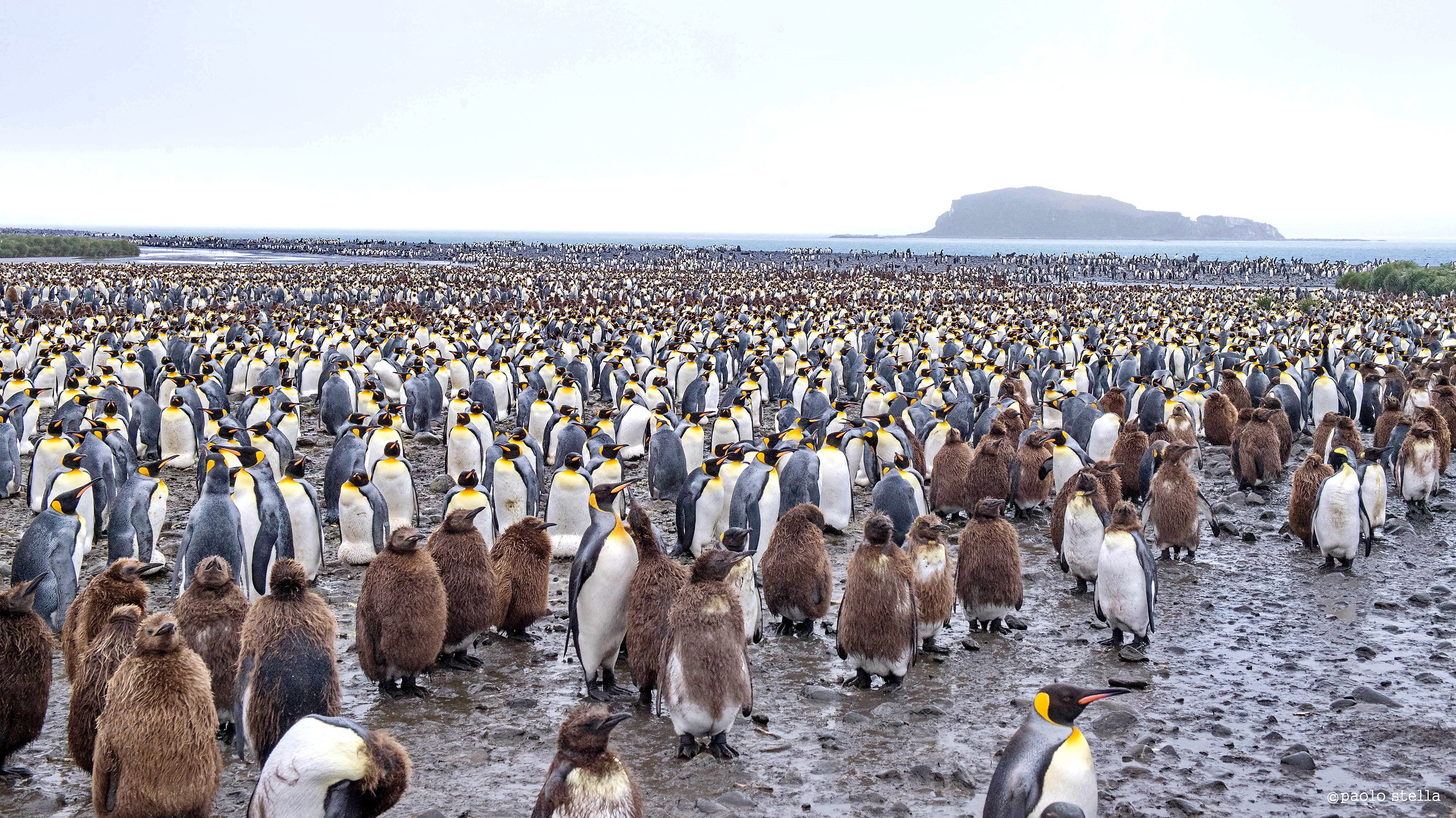 King Penguins