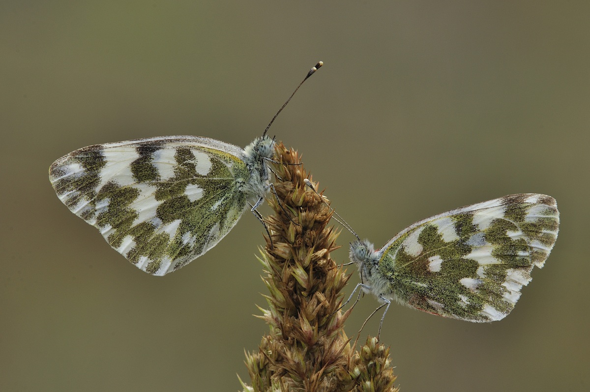 Pontia Edusa (Fabricius, 1777)-two