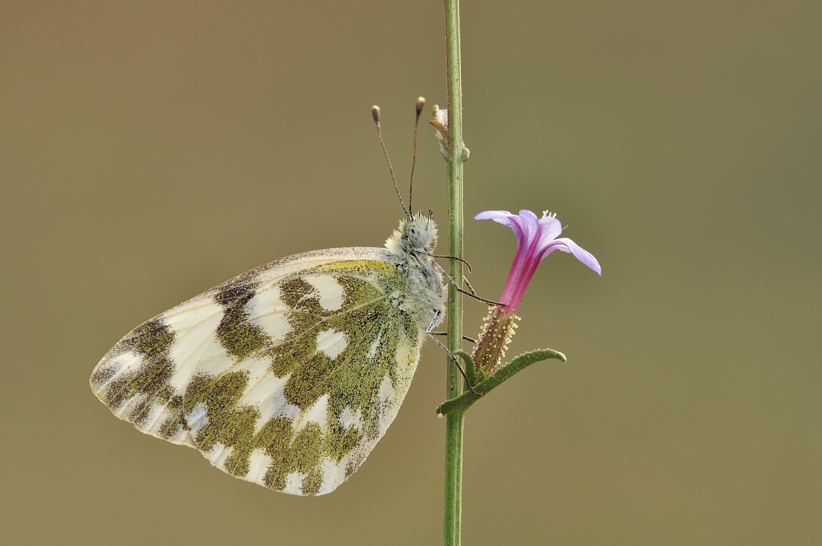 Pontia edusa (Fabricius, 1777)