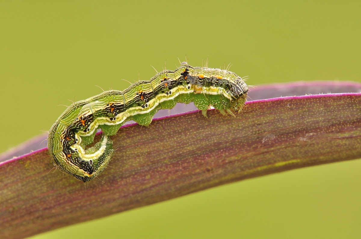 Helicoverpa armigera (Hübner, 1808), larva - Noctuidae