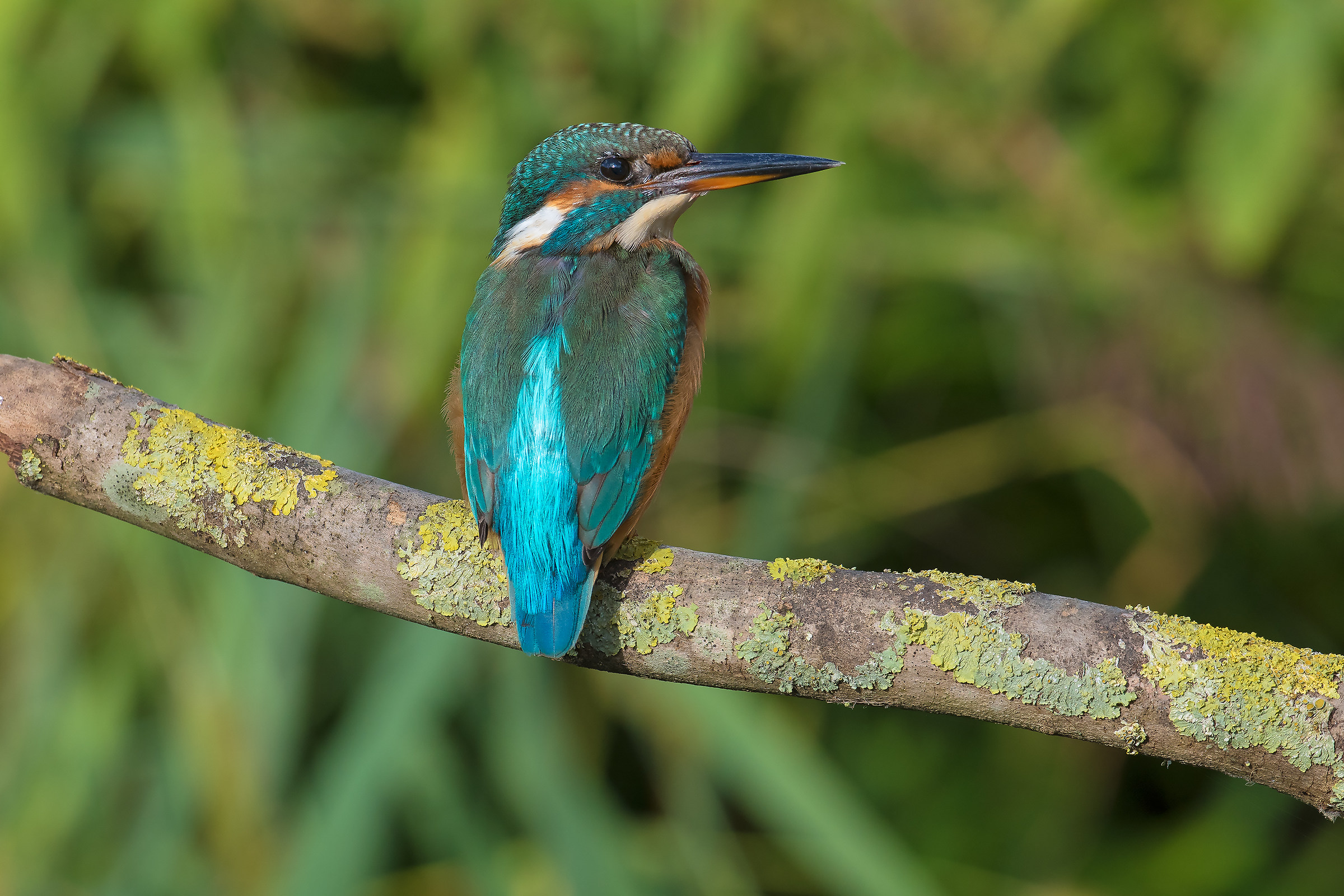 A female kingfisher