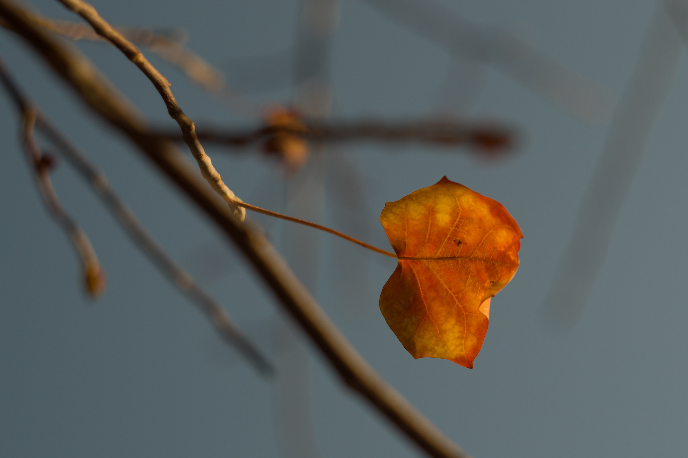 Resistere ad ogni costo