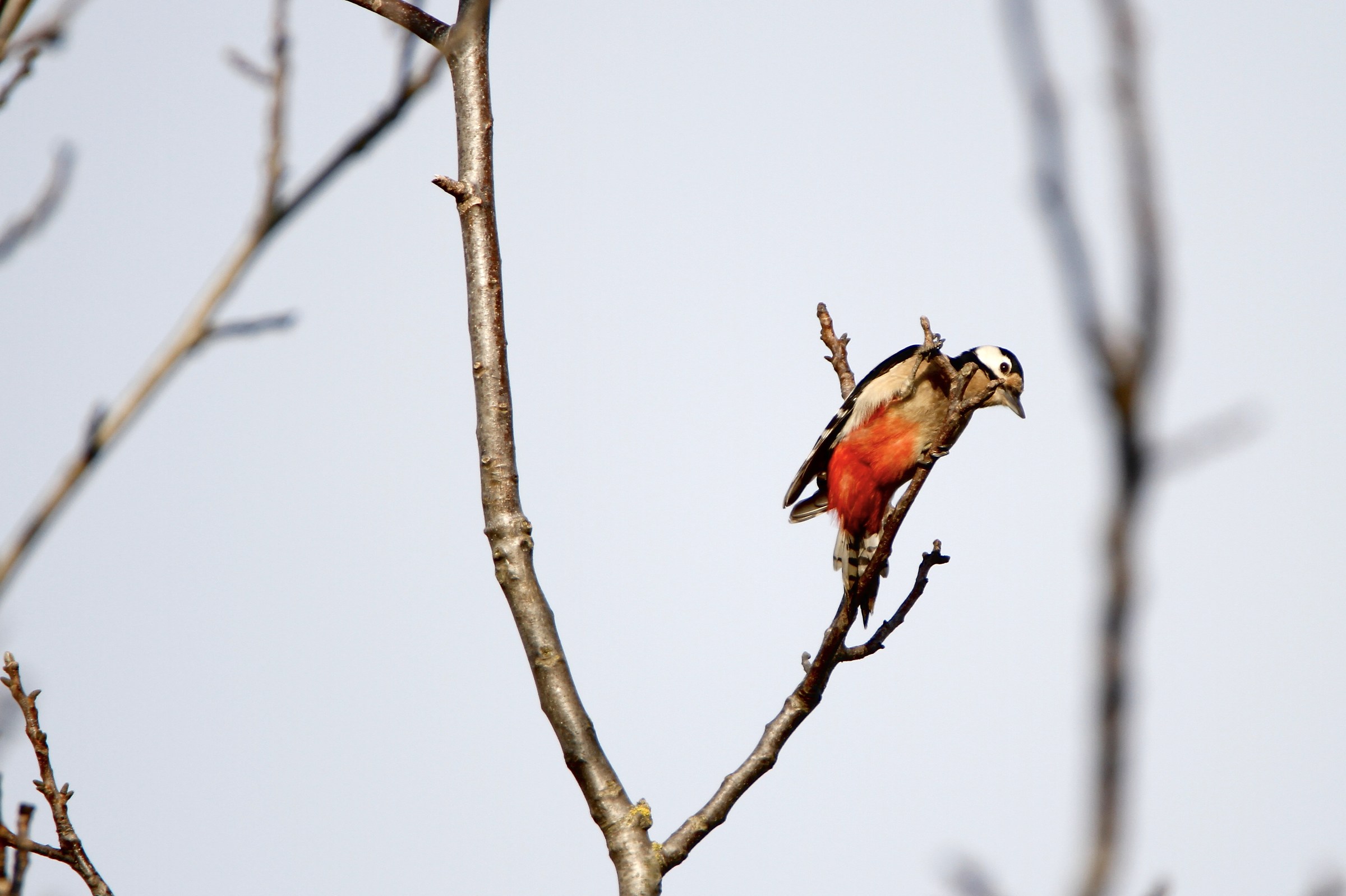 Great spotted woodpecker