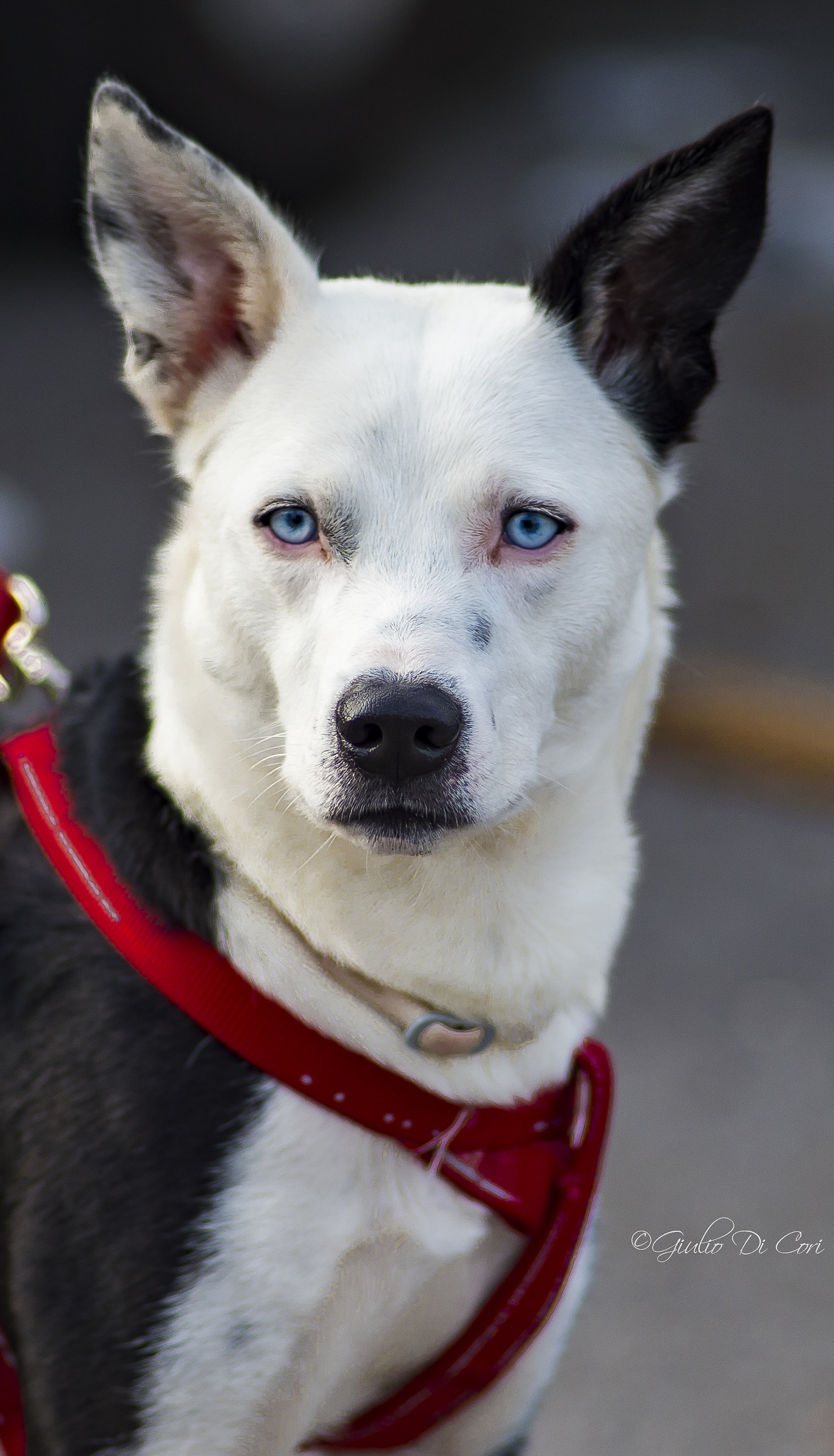 Meticcio with glacial eyes
