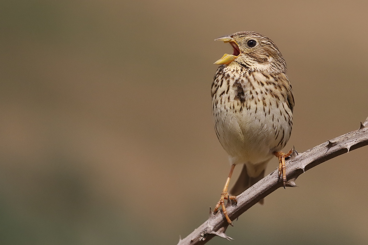 Corn bunting