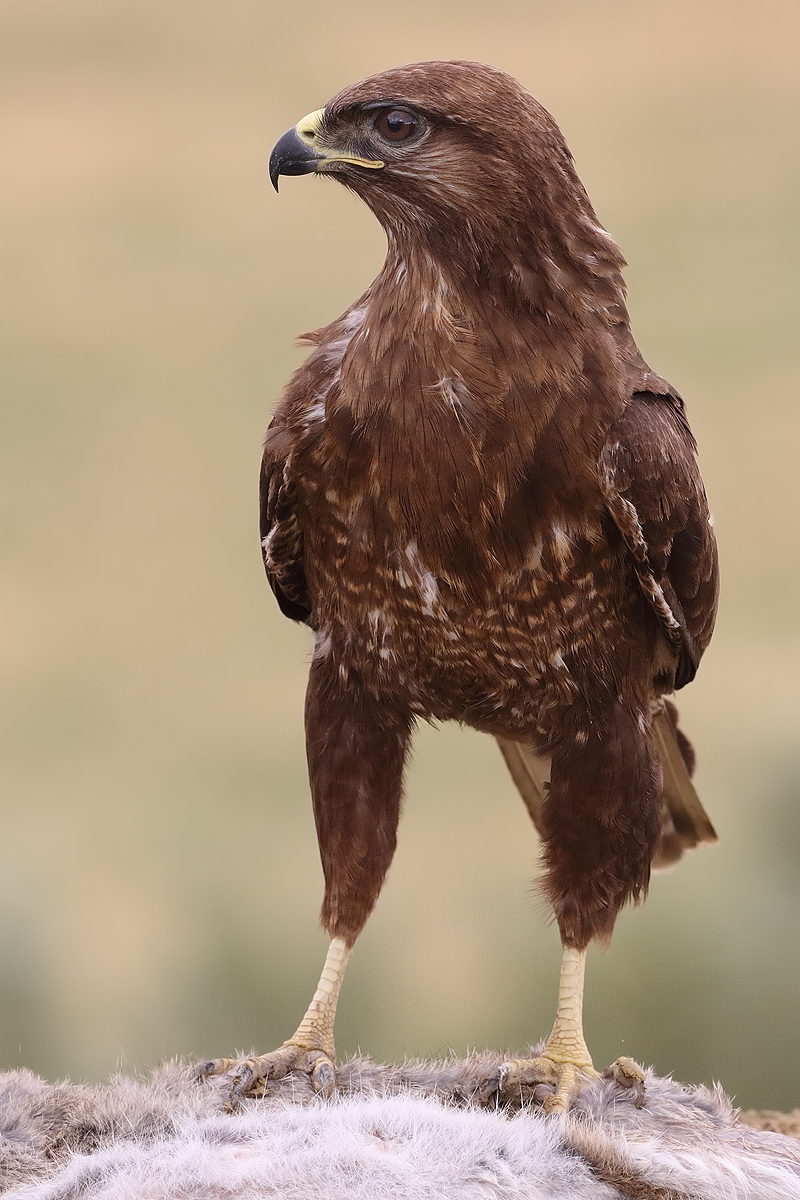 Buzzard