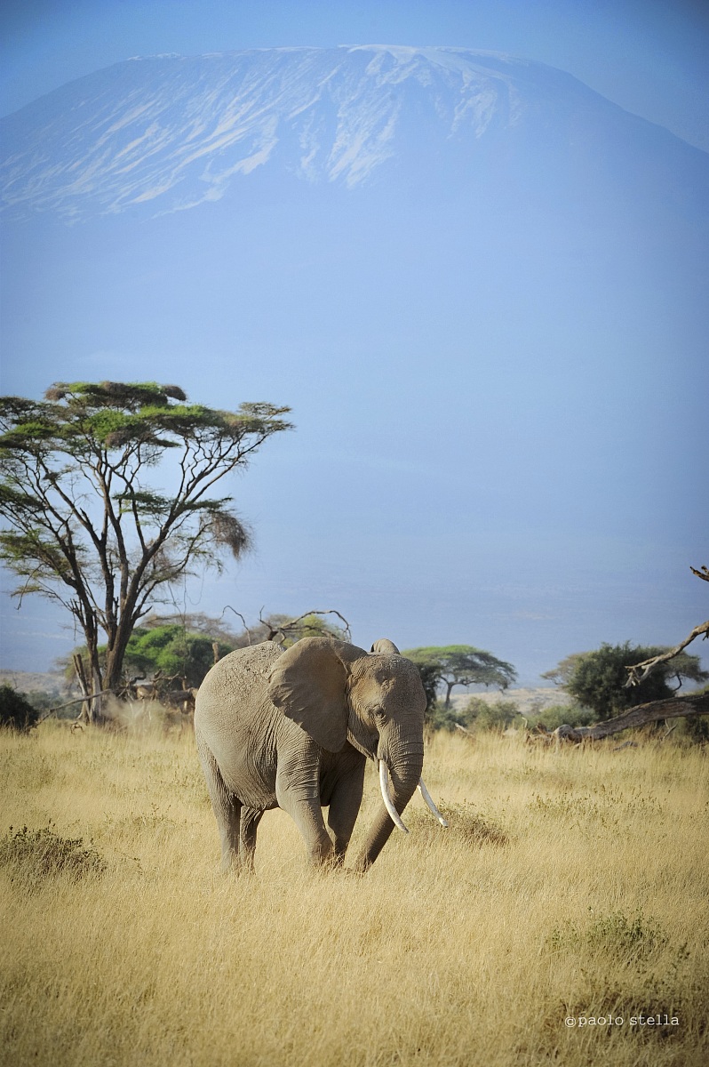 under the Kilimanjaro