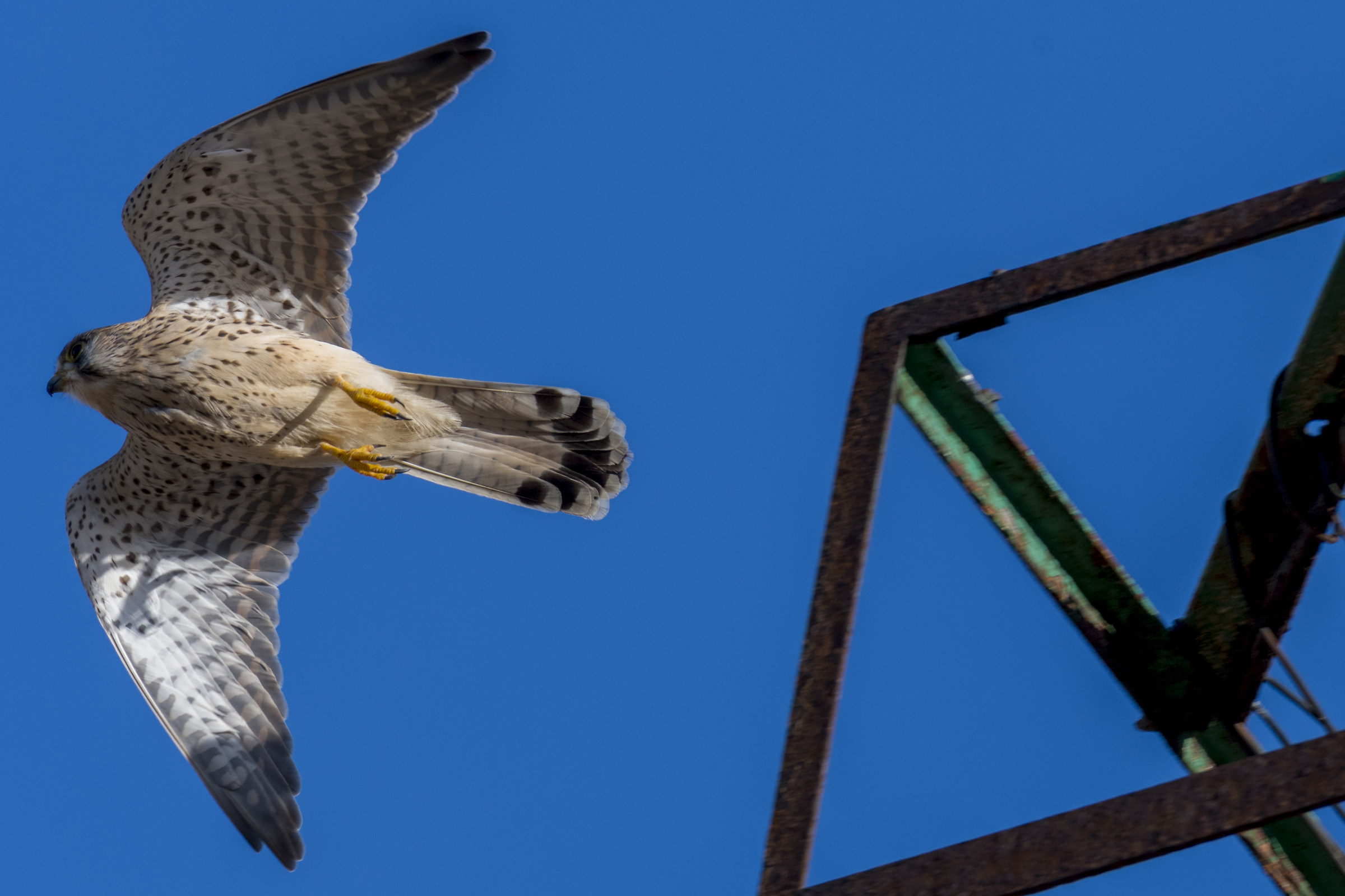 femmina di Gheppio......lo stacco !!!