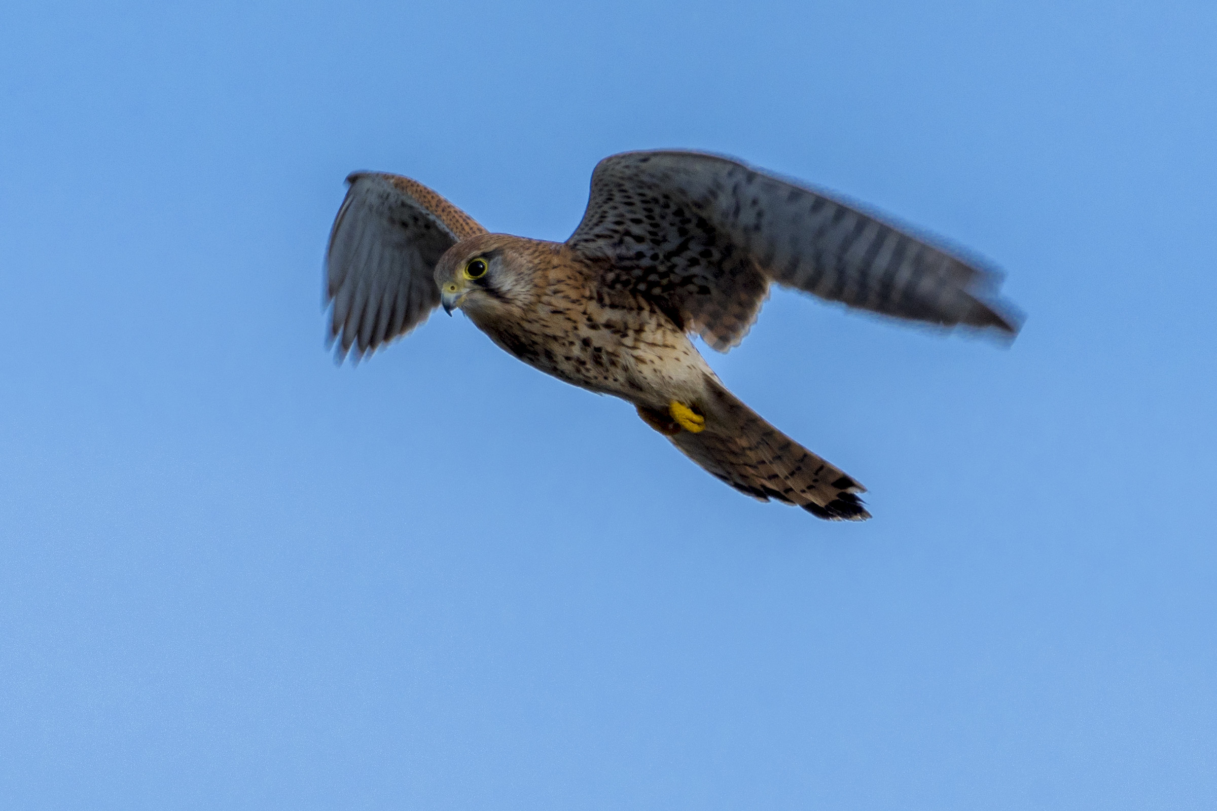 femmina di Gheppio in movimento