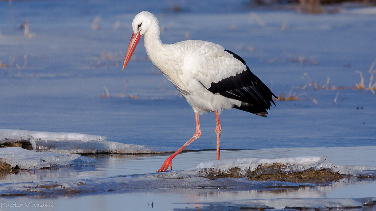 Looking for food in the ice ...