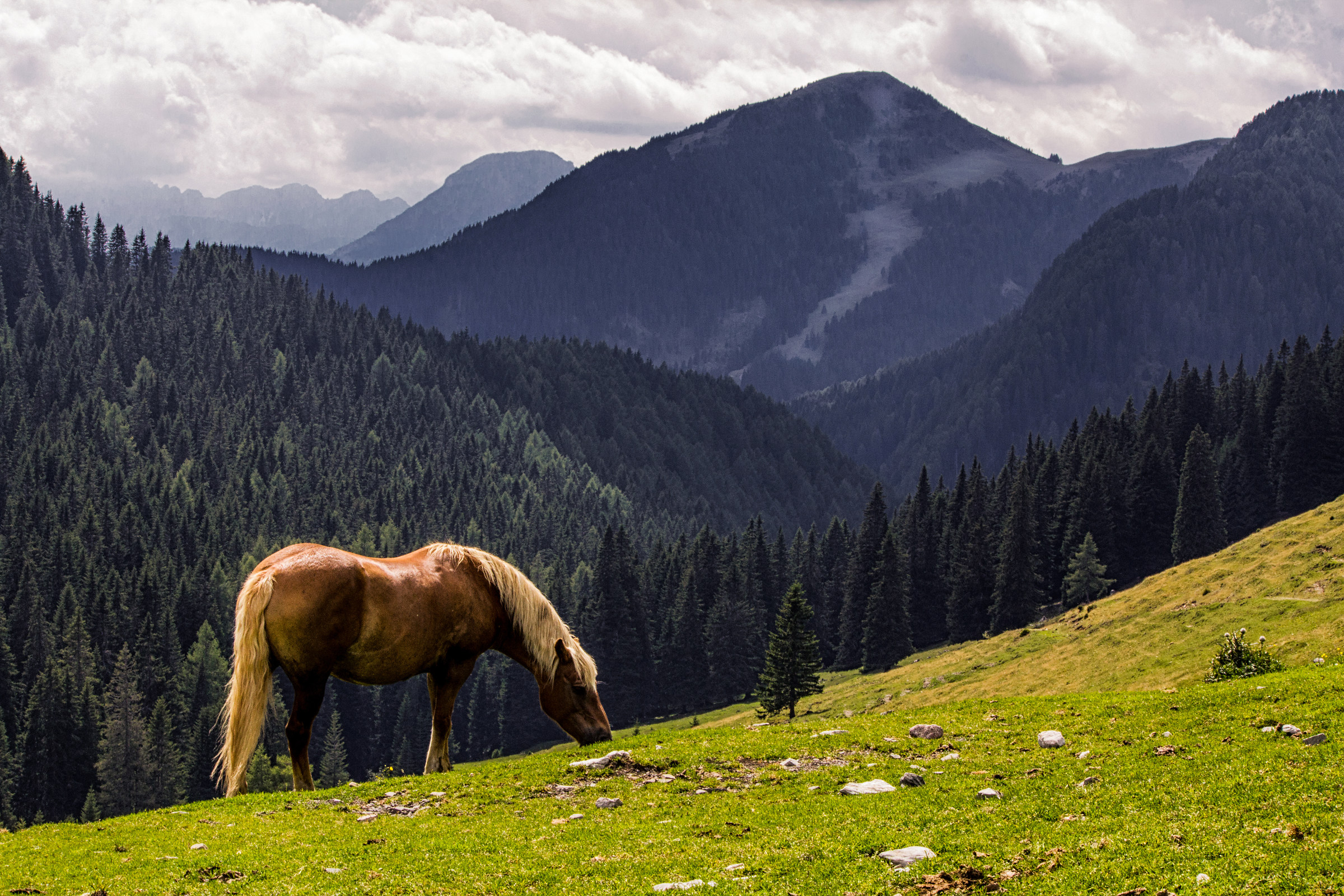 Grazing Horses - Östernig Mountain