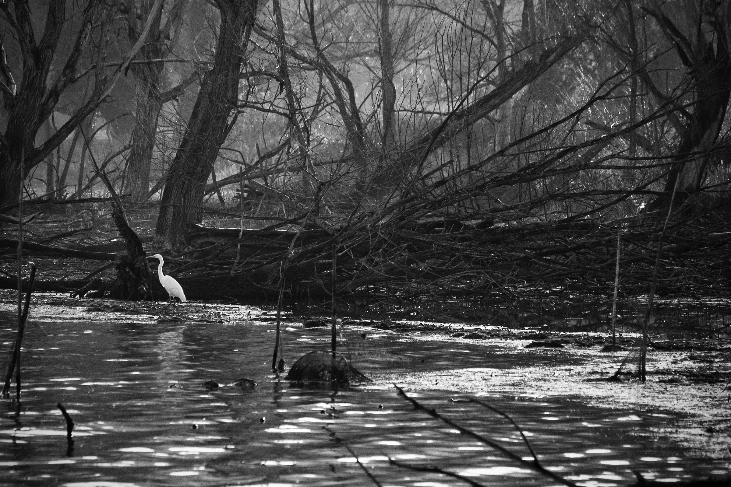 Heron in Sant'Arcangelo