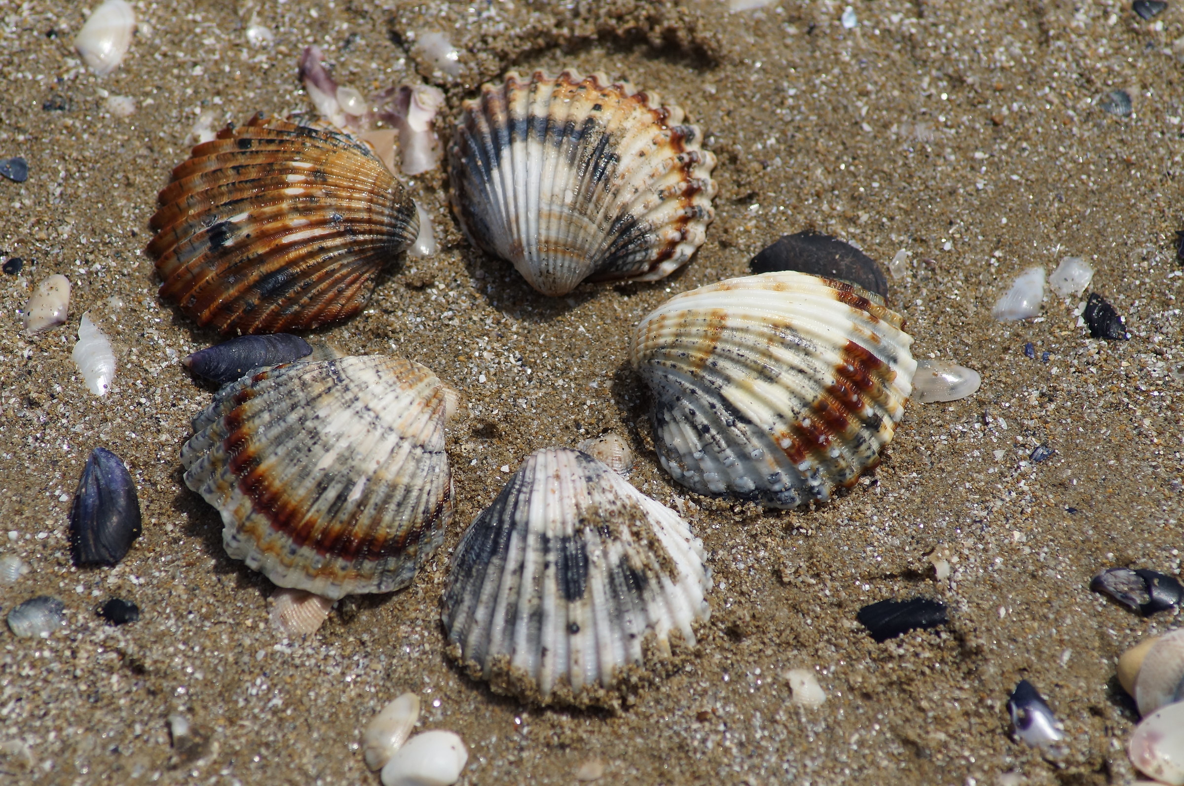 Shells