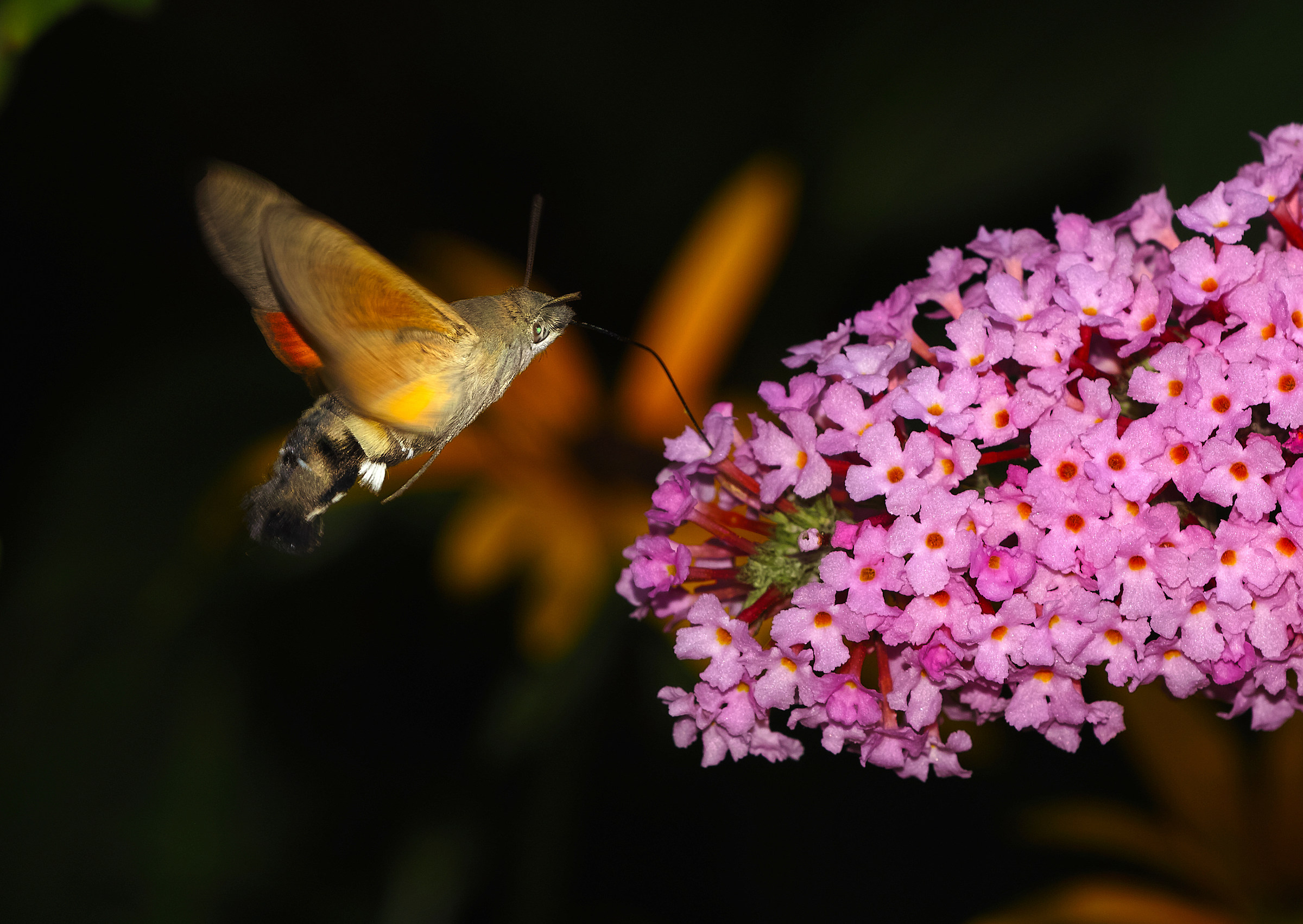 Macroglossum stellatarum, Sfinge del galio